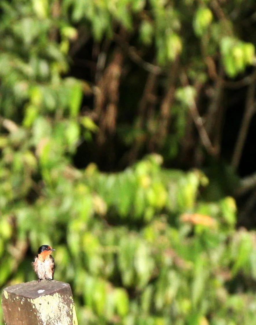 Pacific Swallow (Hirundo tahitica) Kinabatangan River Borneo (1).JPG