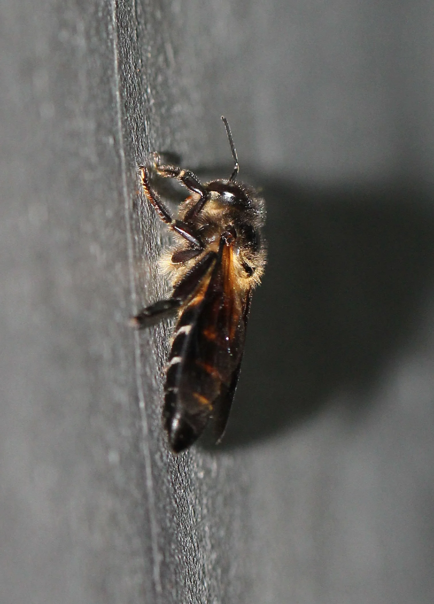 Hymenoptera Species 8 - Koh Lanta Thailand