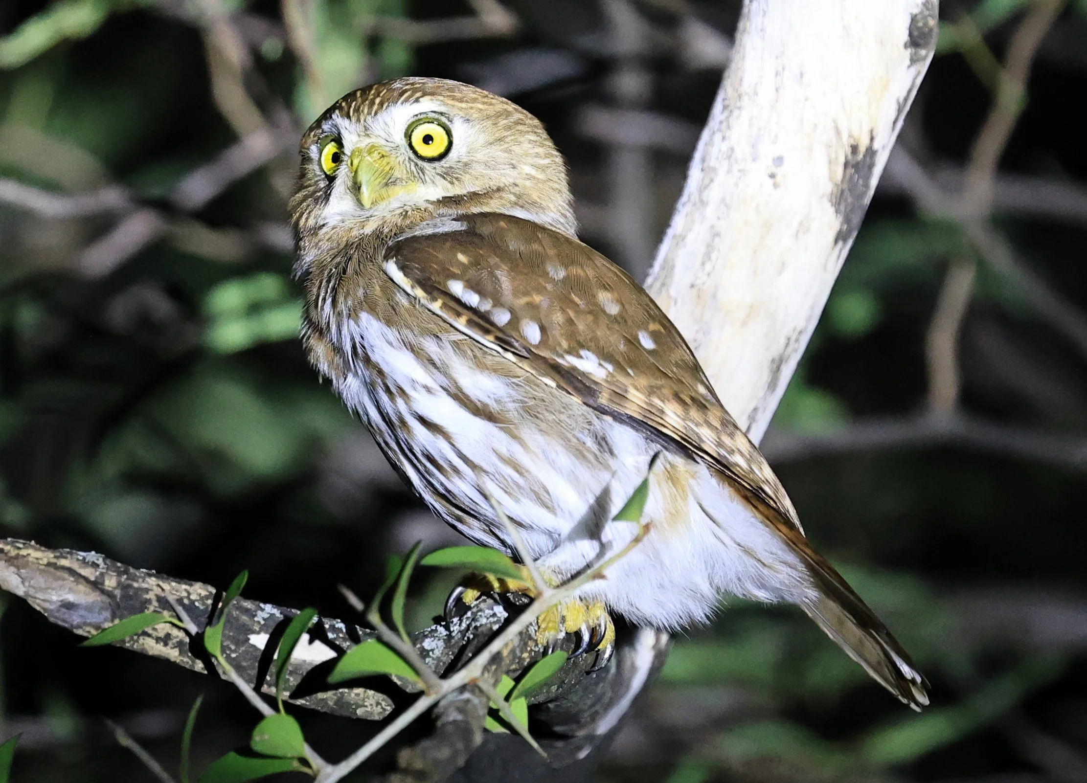 Ferruginous Pygmy-Owl (Glaucidium brasilianum) Reserva Nueland  Selva Serena (47).jpg