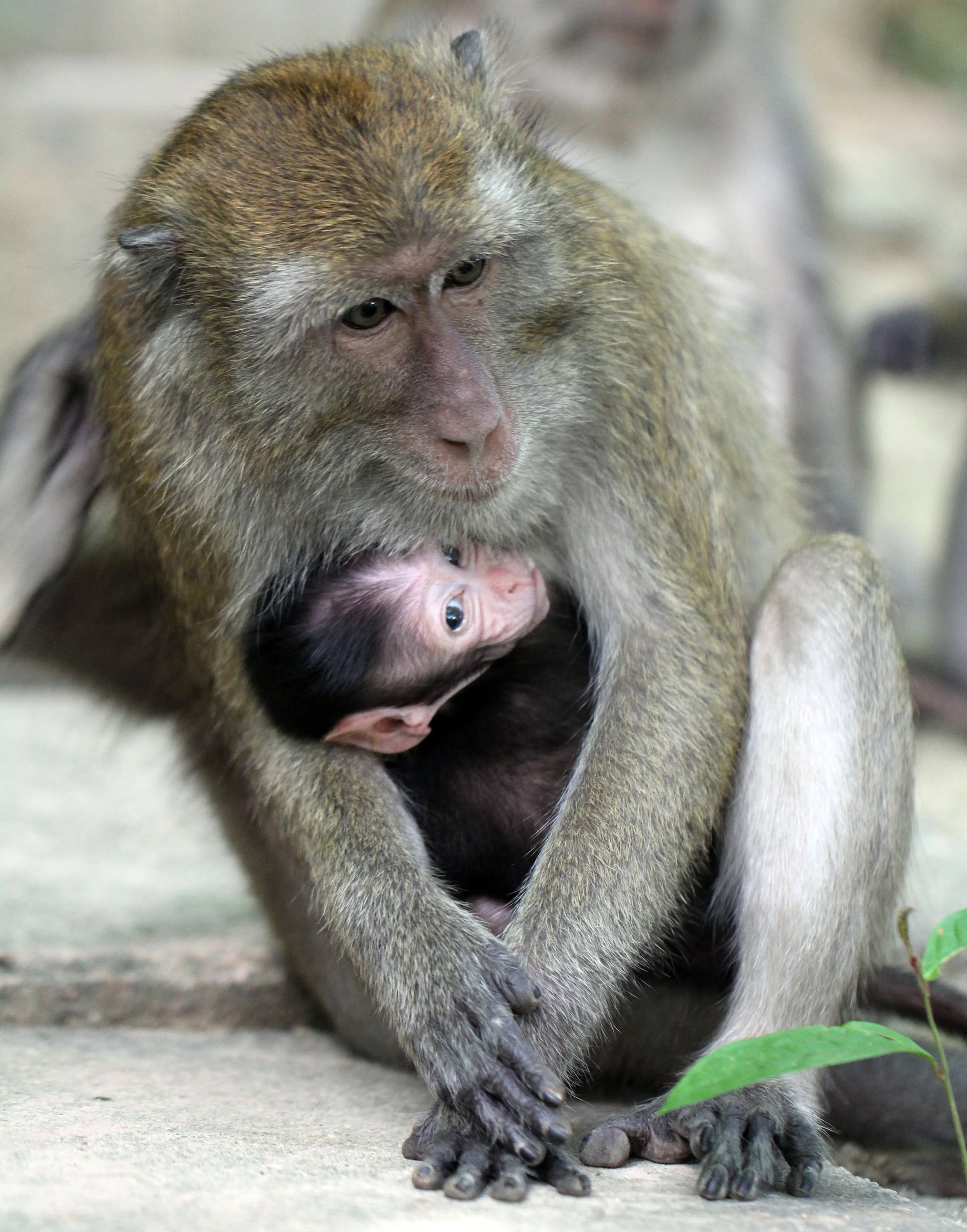 CERCOPITHECIDAE - Macaca fascicularis - LONG-TAILED MACAQUE - KOH LANTA NATIONAL PARK THAILAND - SOM'S SHOT (47).JPG