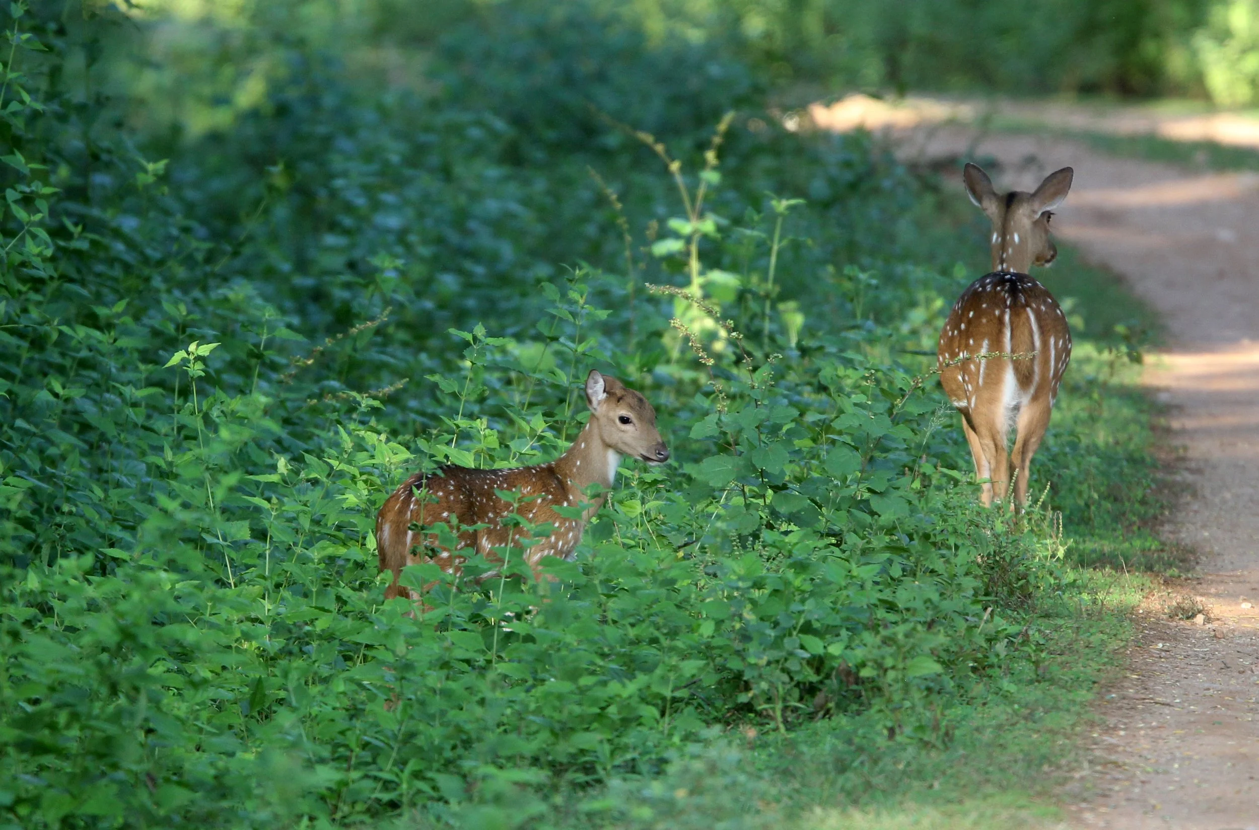 Axis axis ceylonensis - SRI LANKA SPOTTED DEER - UDAWALAWA NATIONAL PARK SRI LANKA (25).JPG
