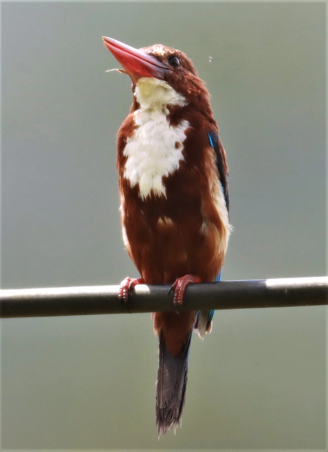 KINGFISHER - WHITE-THROATED KINGFISHER - Halcyon smyrnensis - AO PHANG NGA NATIONAL PARK AREA (34).jpg