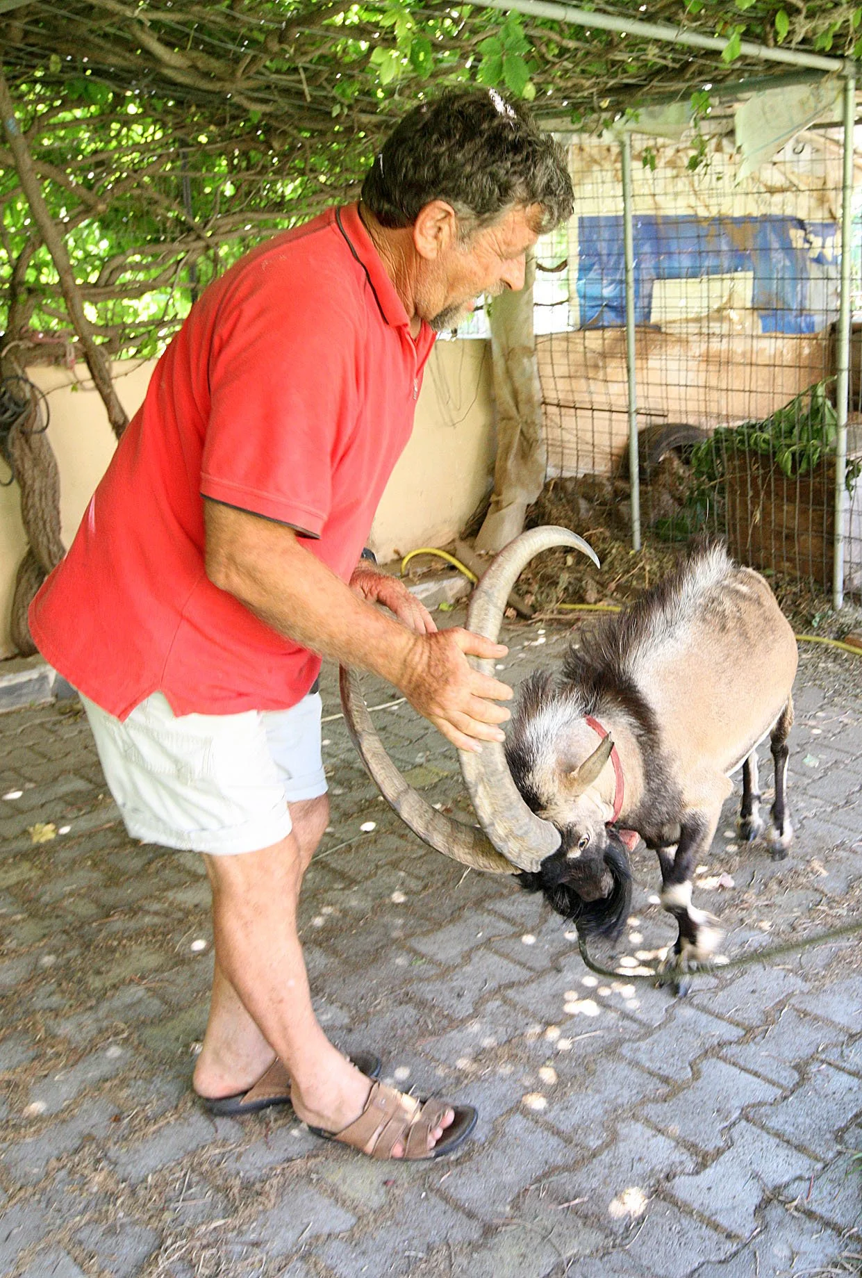 GOAT - KRI KRI - CRETAN WILD GOAT - Capra hircus cretica - ROMEO - SOUGIA GREECE (8).JPG