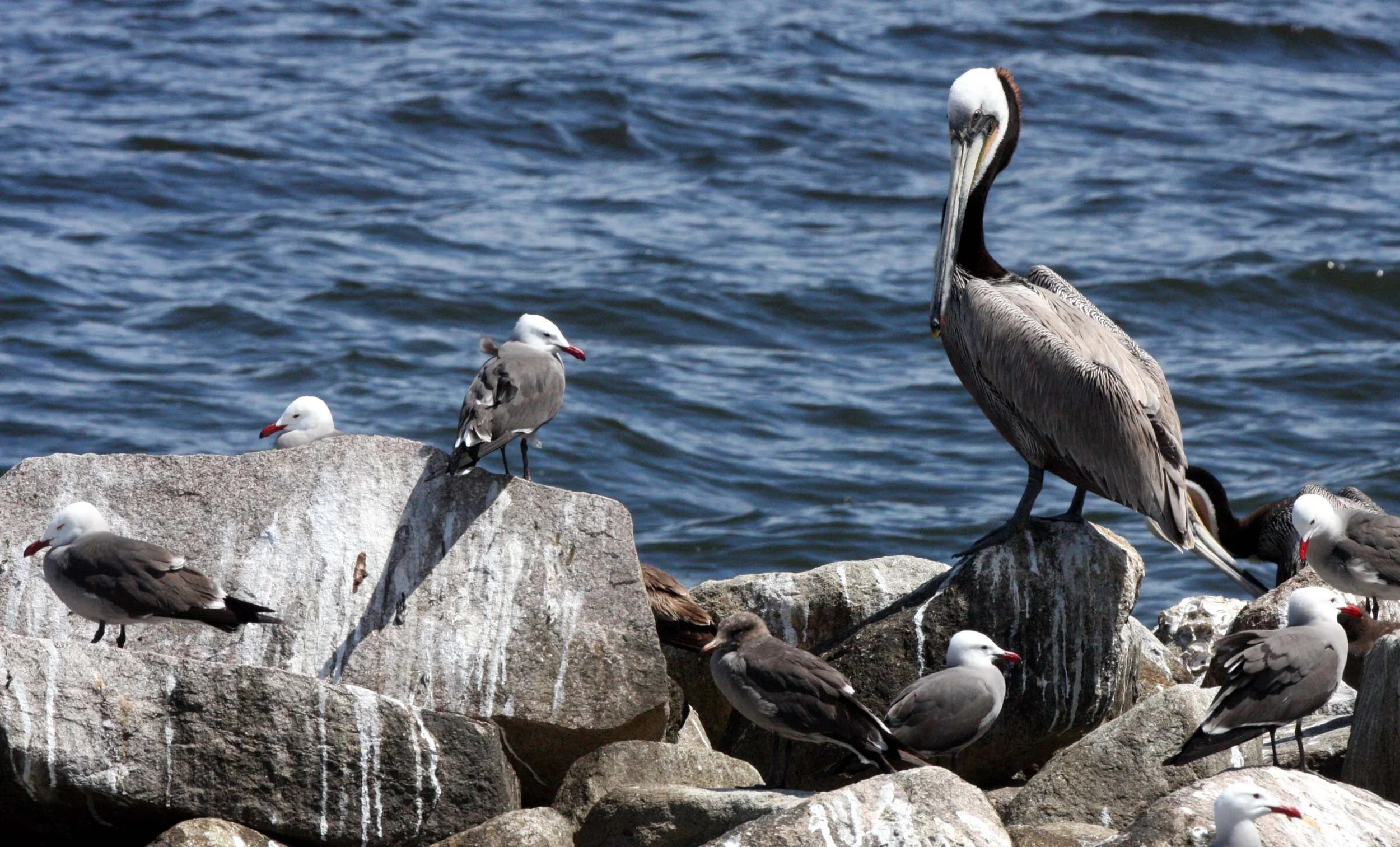 Pelecanus occidentalis - BROWN PELICAN - WITH HEERMANS GULLS - BAHIA DE LOS ANGELES DESERT BAJA MEXICO.JPG