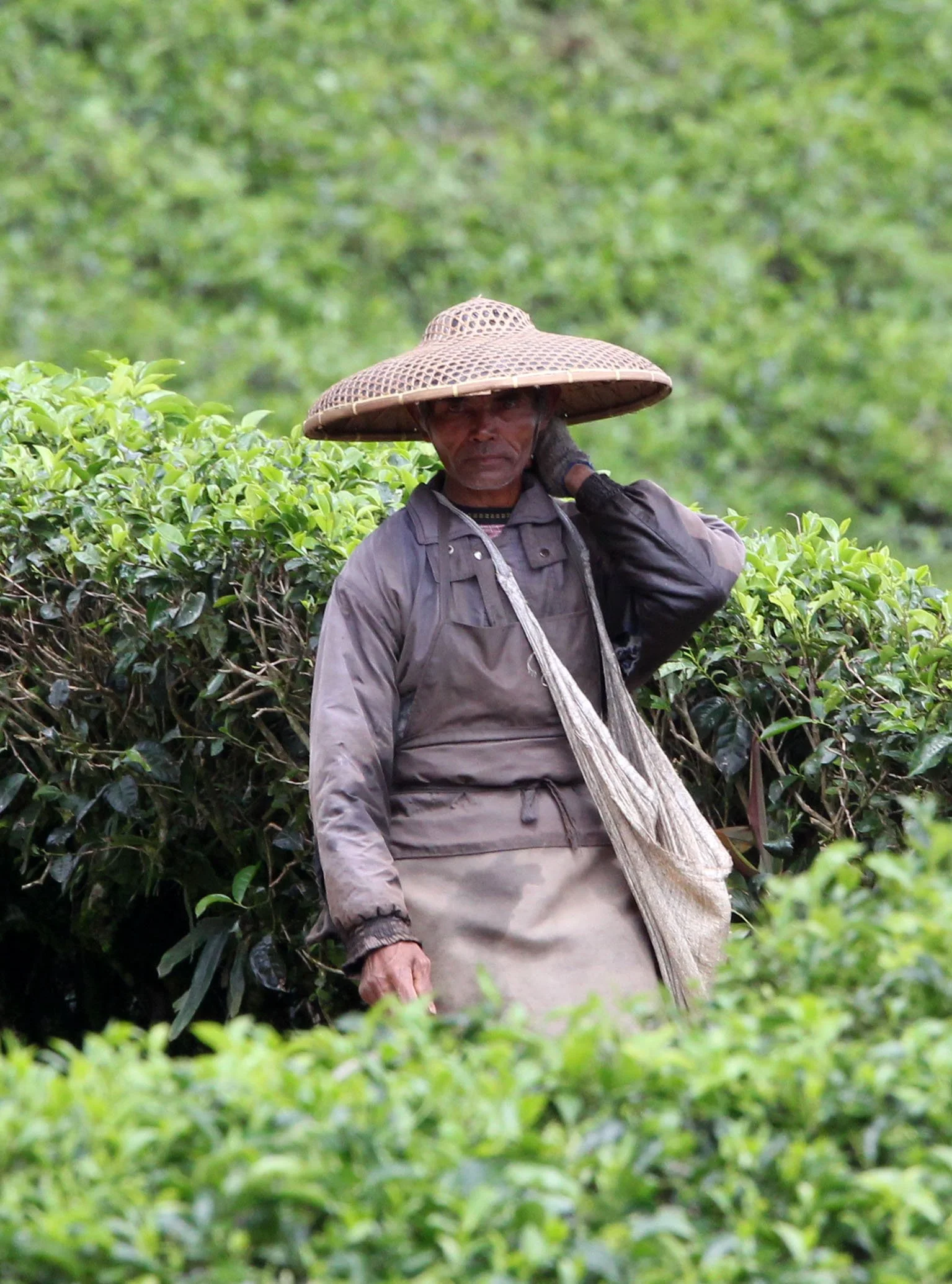 HALIMUN NATIONAL PARK JAVA BARAT INDONESIA (49).JPG