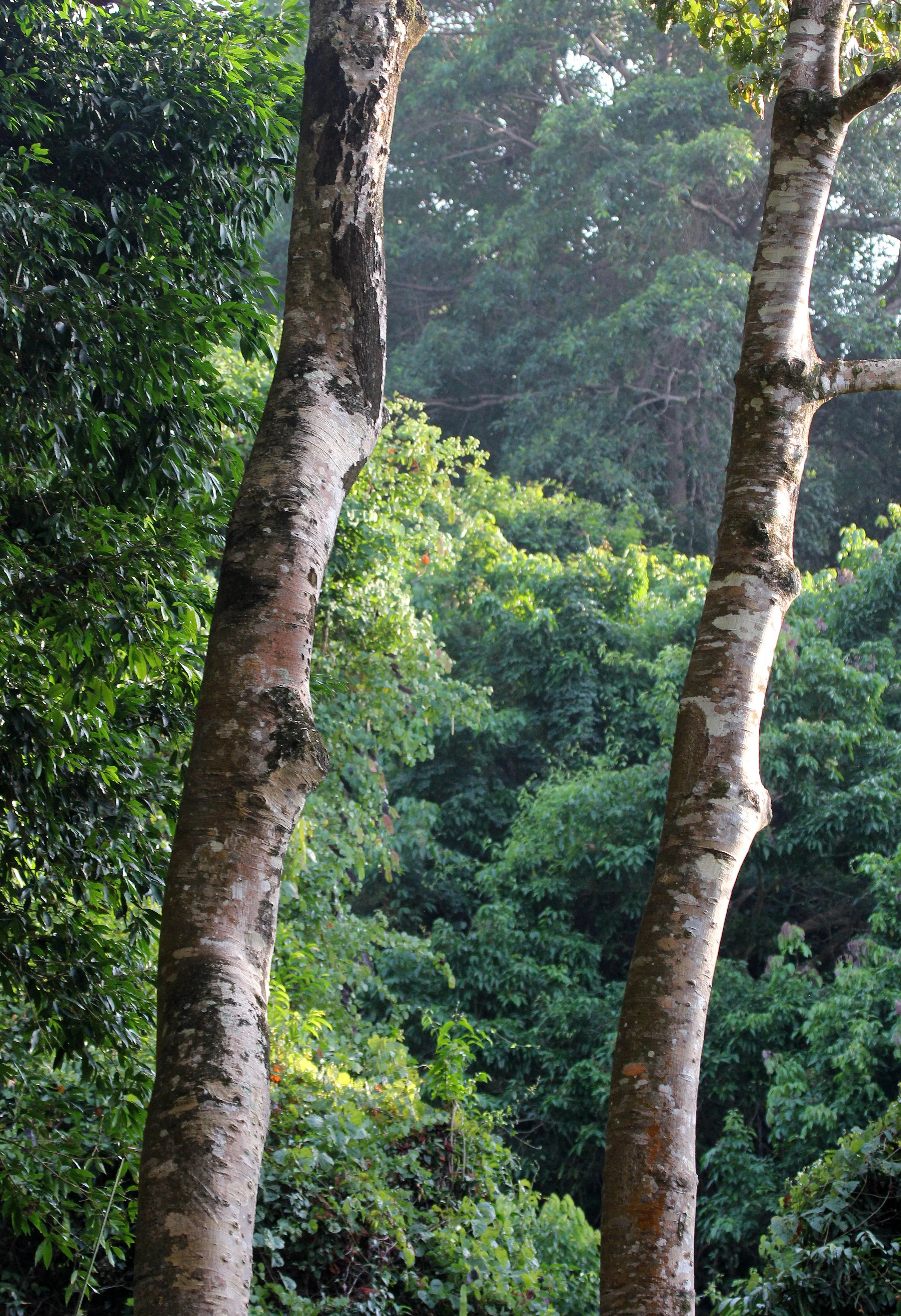 2014 Similan Islands Marine Park Thailand ISB Dive Trip (68).JPG