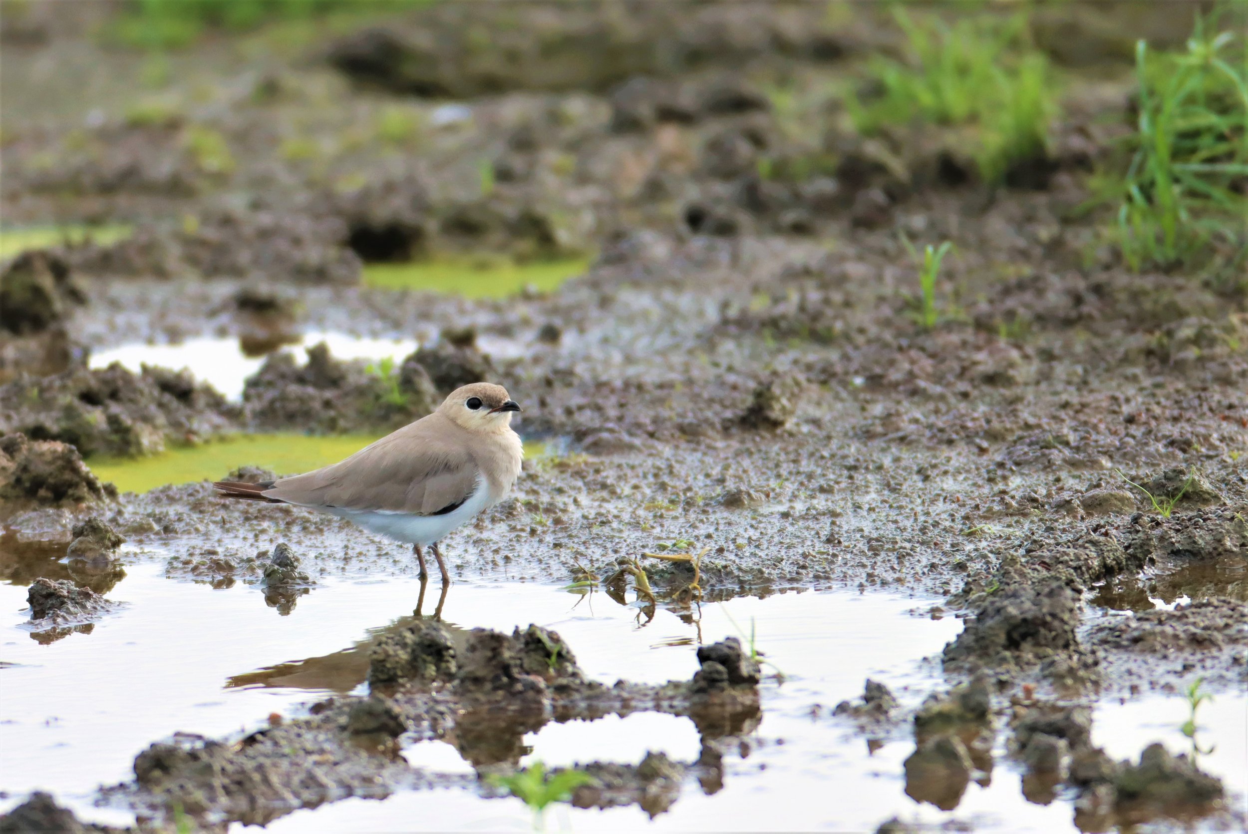 PRATINCOLE - SMALL PRATINCOLE - Glareola lactea - BANG KHAEM NAKHON PATHOM (51).jpg