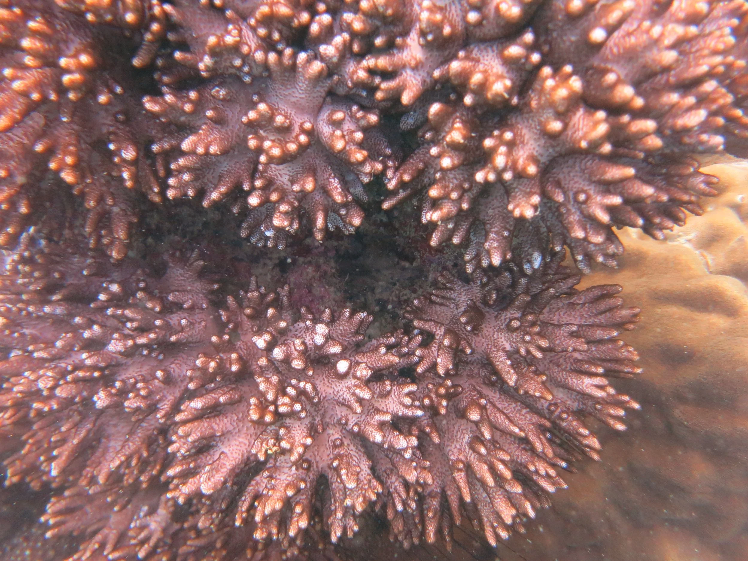 2016 BPS Satthahip Dive Trip with Marine Conservation Club (15).JPG