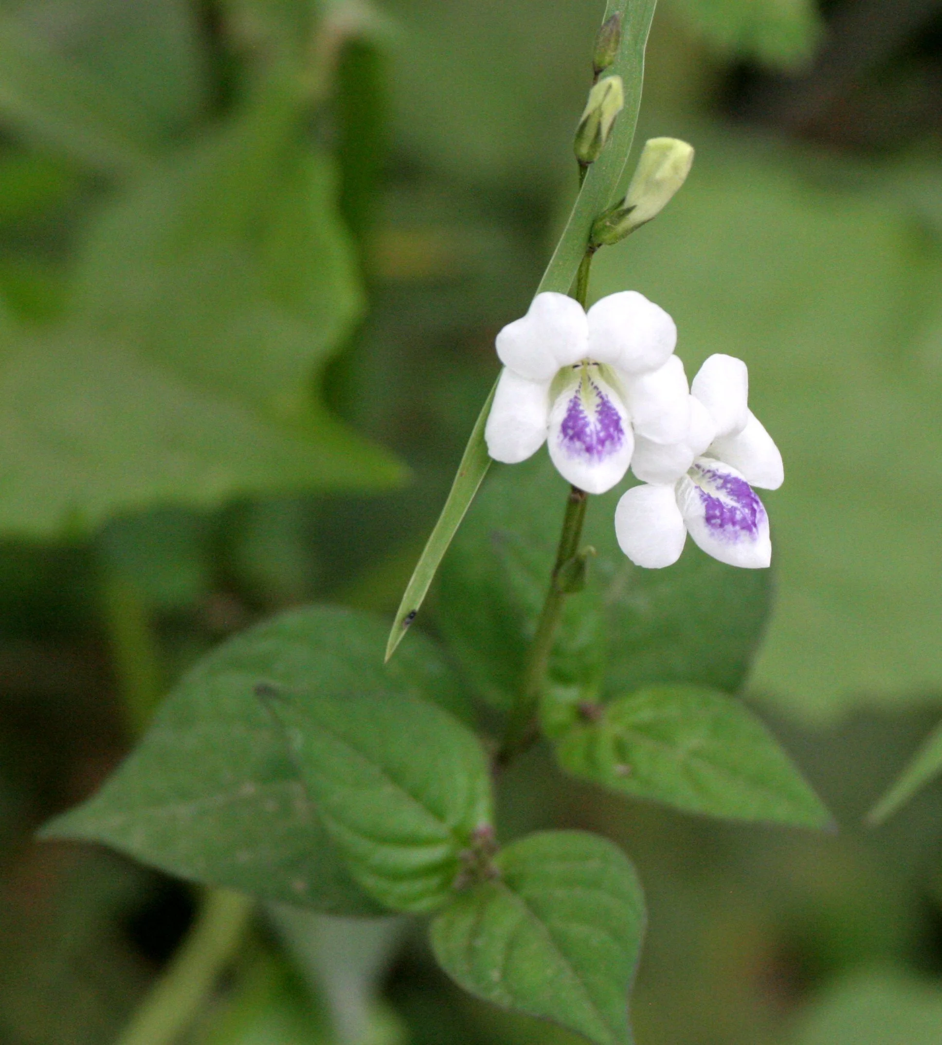 TABIN WILDLIFE RESERVE BORNEO - FLOWER SPECIES - PEA.JPG