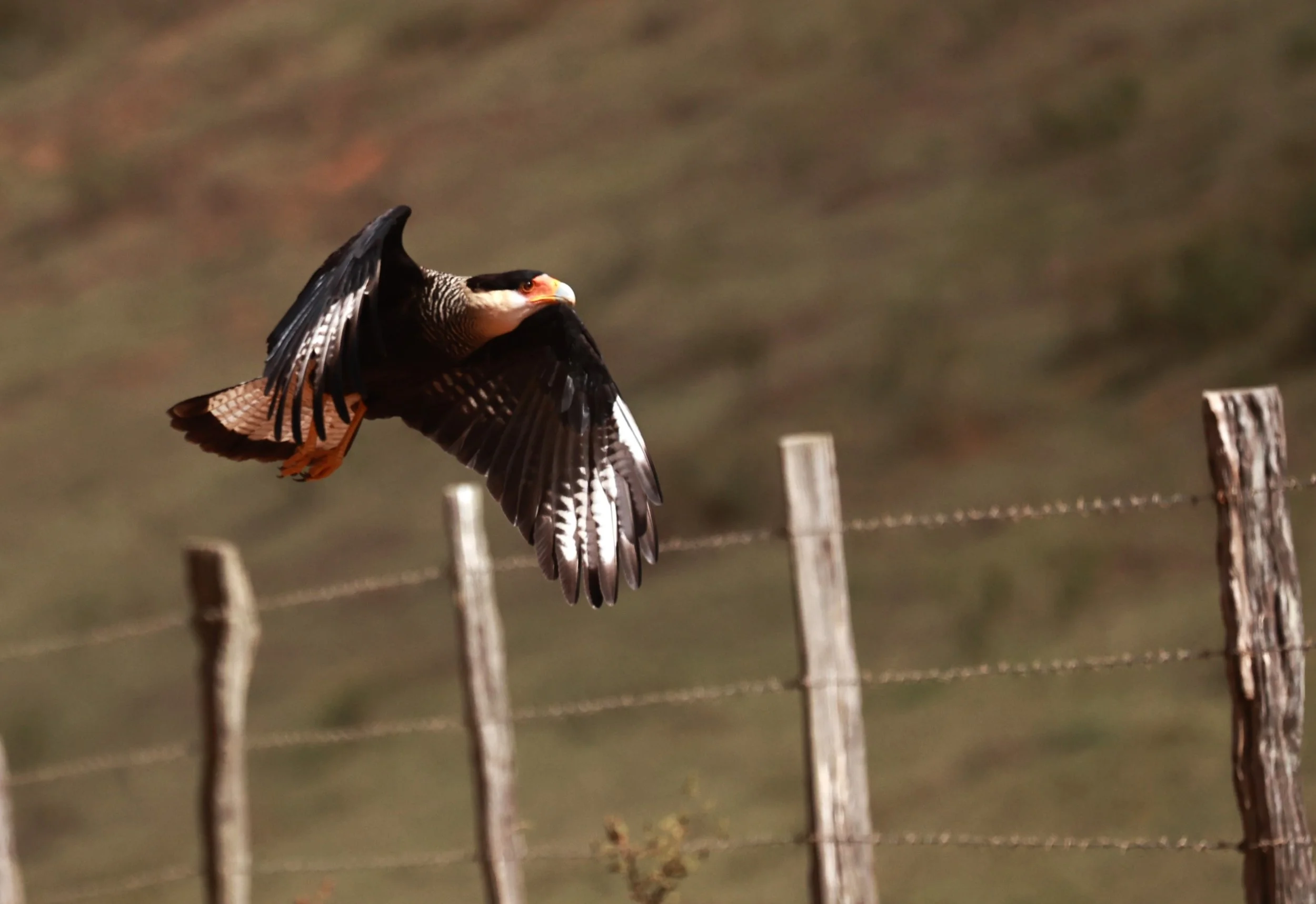 Caracara - Crested Caracara - Caracara plancus - Feliciano Miguel Abdala Reserve, Espirito Santo Brazil (11).JPG