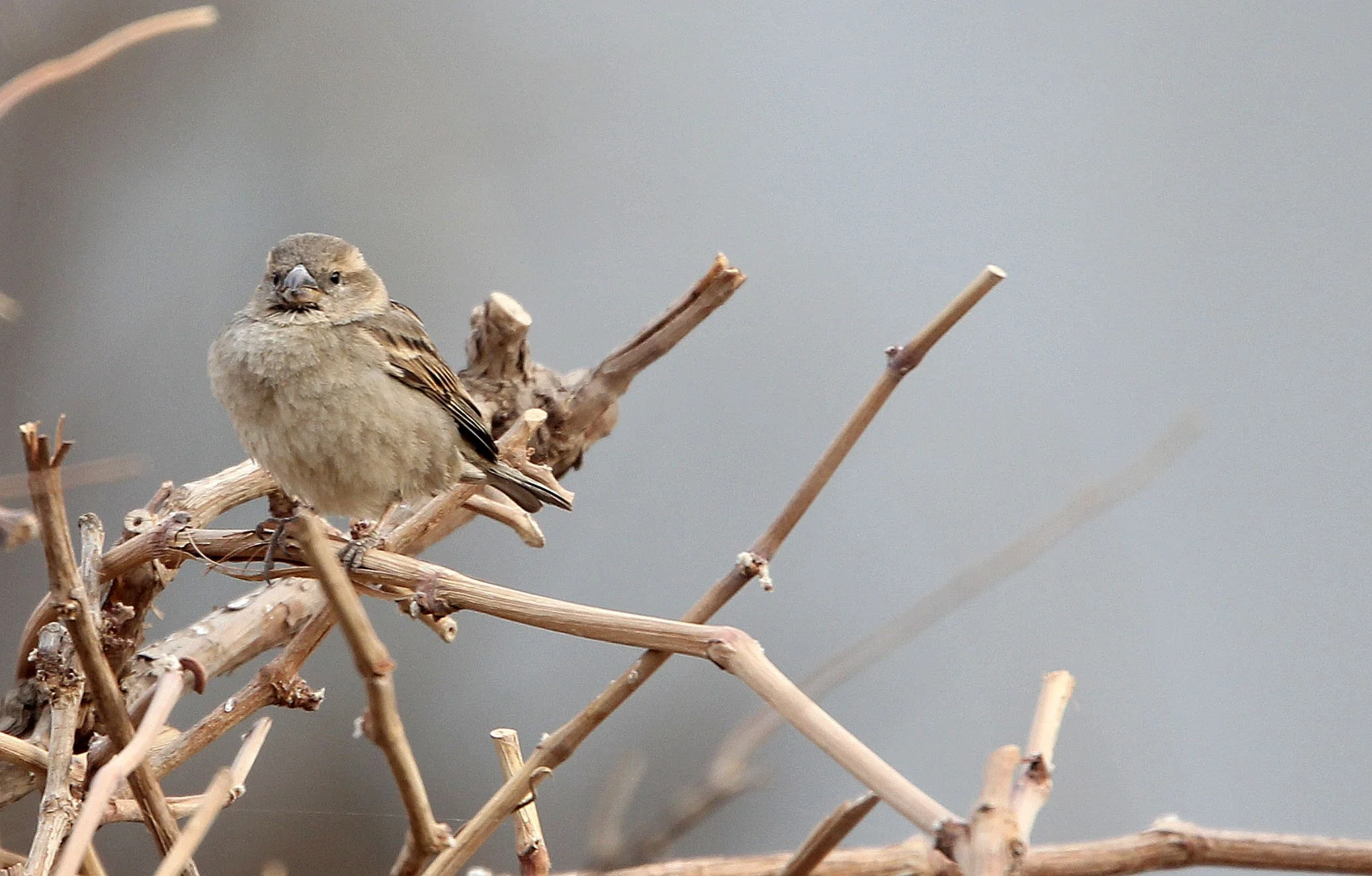 Saxaul Sparrow (Passer ammodendri) Turpan Town Xinjiang China 