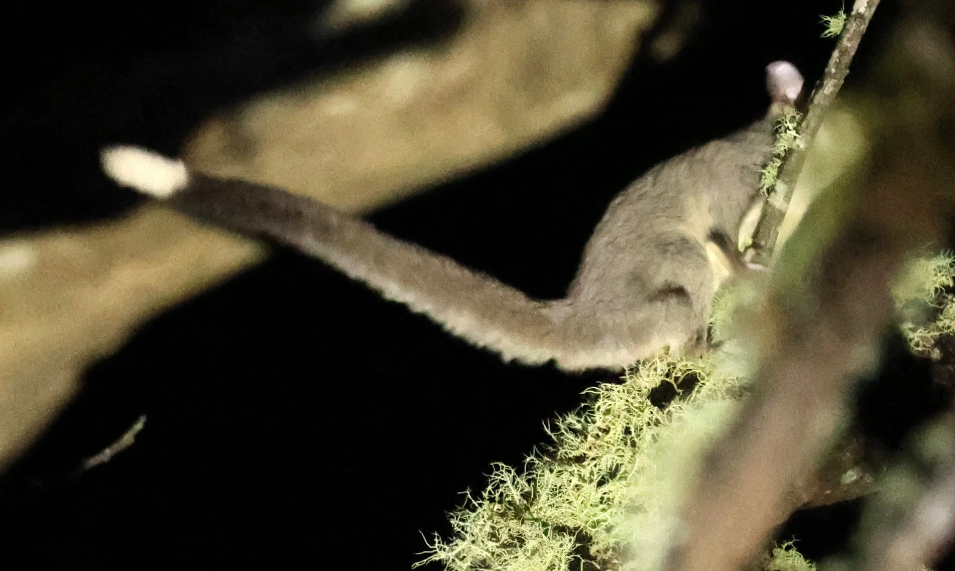 Krefft's Glider (Petaurus notatus) Oreilly's at Lamington NP - Queensland 