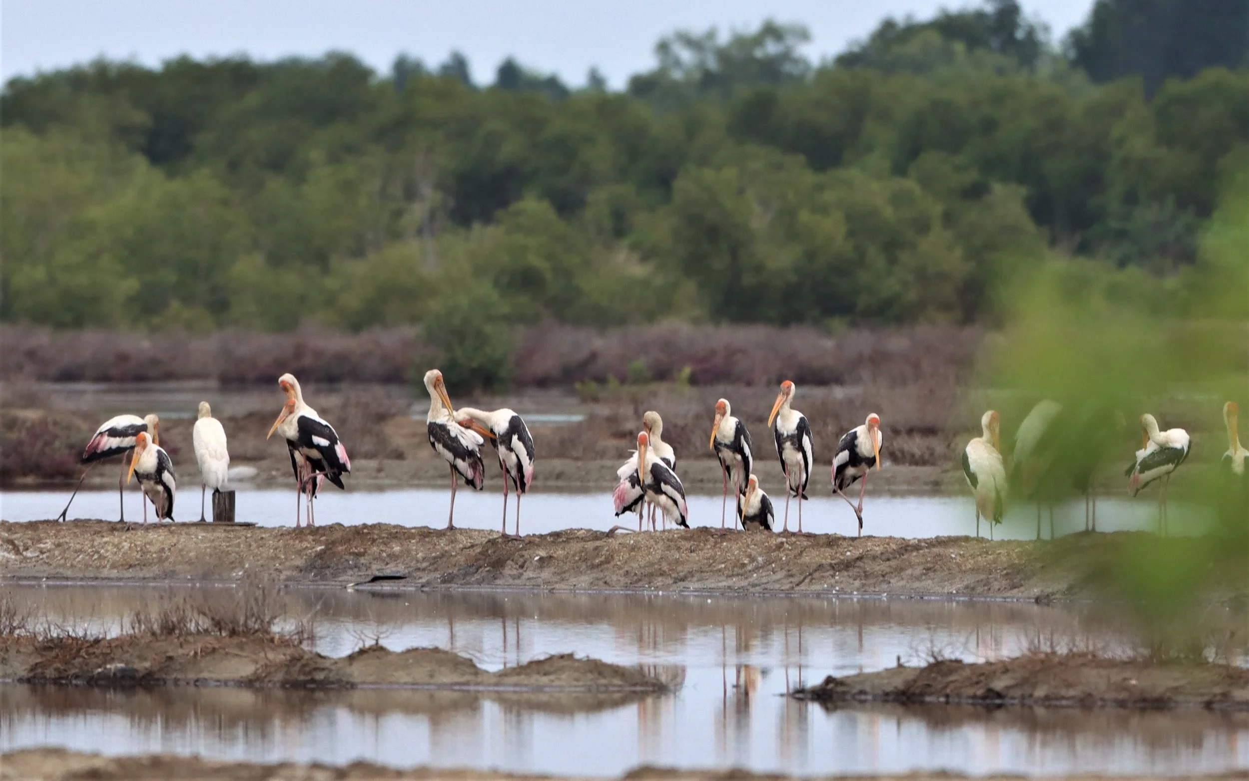 STORK - MILKY STORK - Mycteria cinerea - WITH PAINTED STORK - KHLONG TAMRU CHONBURI (60).jpg