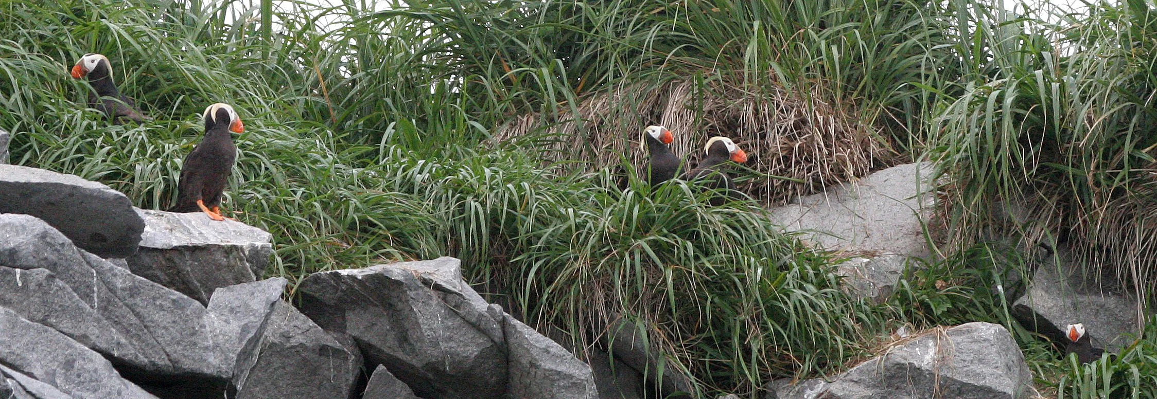 Fratercula cirrhata - TUFTED PUFFIN - COAST OF KAMCHATKA (74).jpg