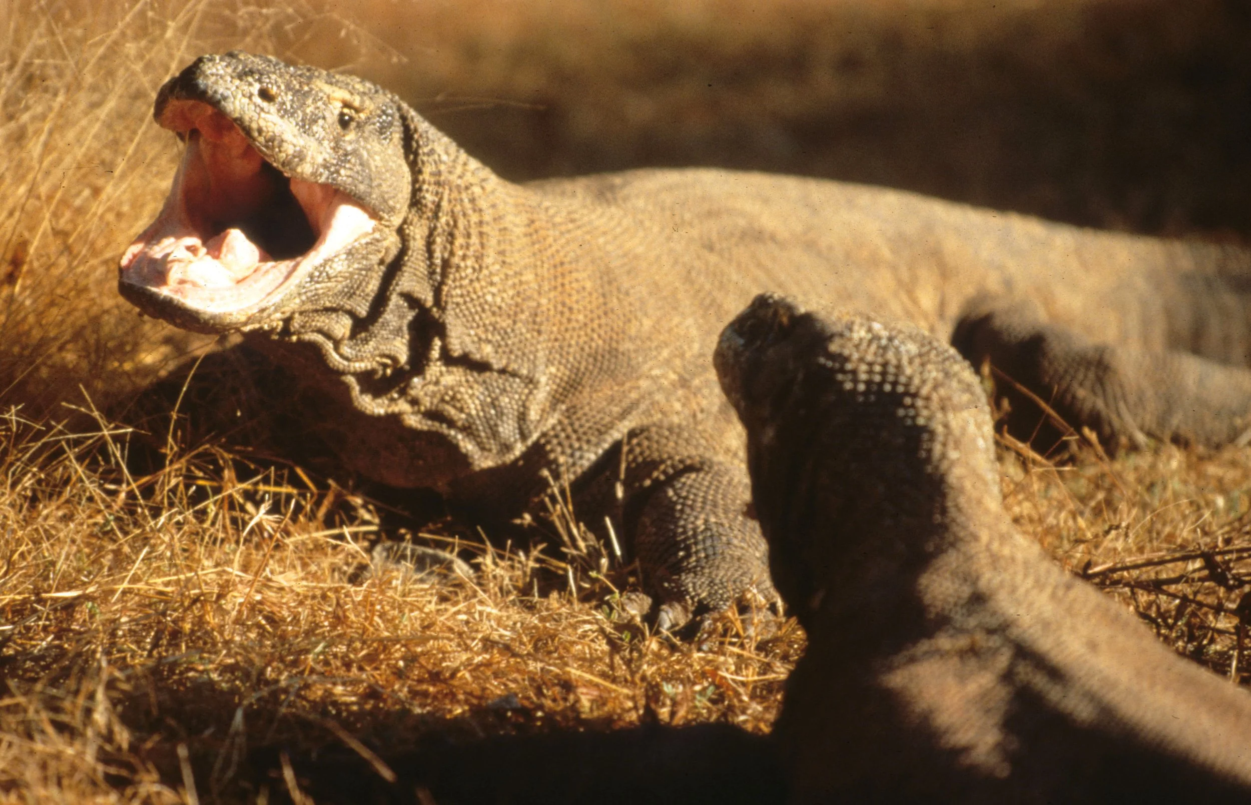 REPTILE - MONITOR LIZARD - KOMODO - DRAGON (2).jpg