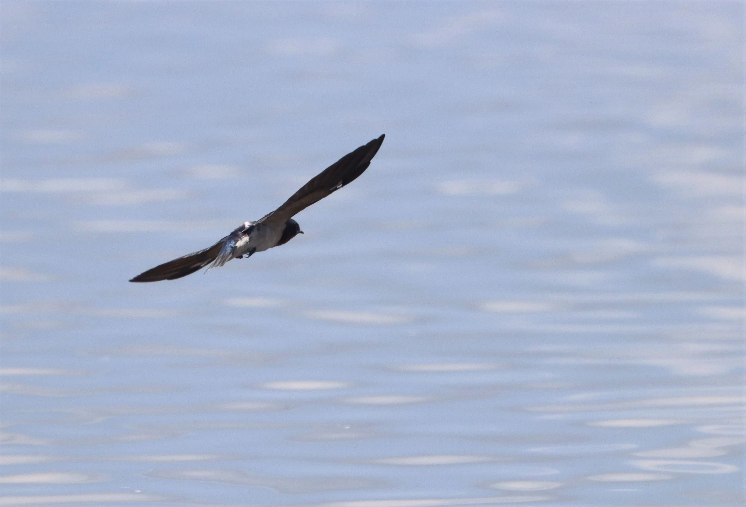Barn Swallow (Hirundo rustica) Bang Khaem Wetlands Nakhon Pathom Thailand (24).jpg