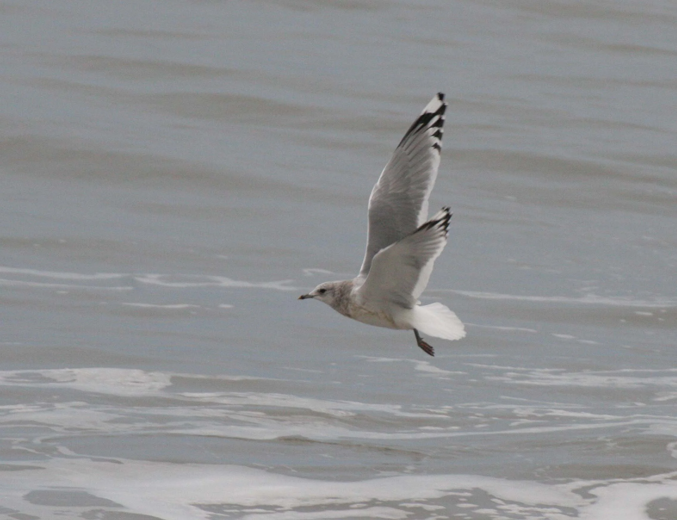 BIRD - GULL - RING-BILLED - LAKE FARM BEACH A.jpg