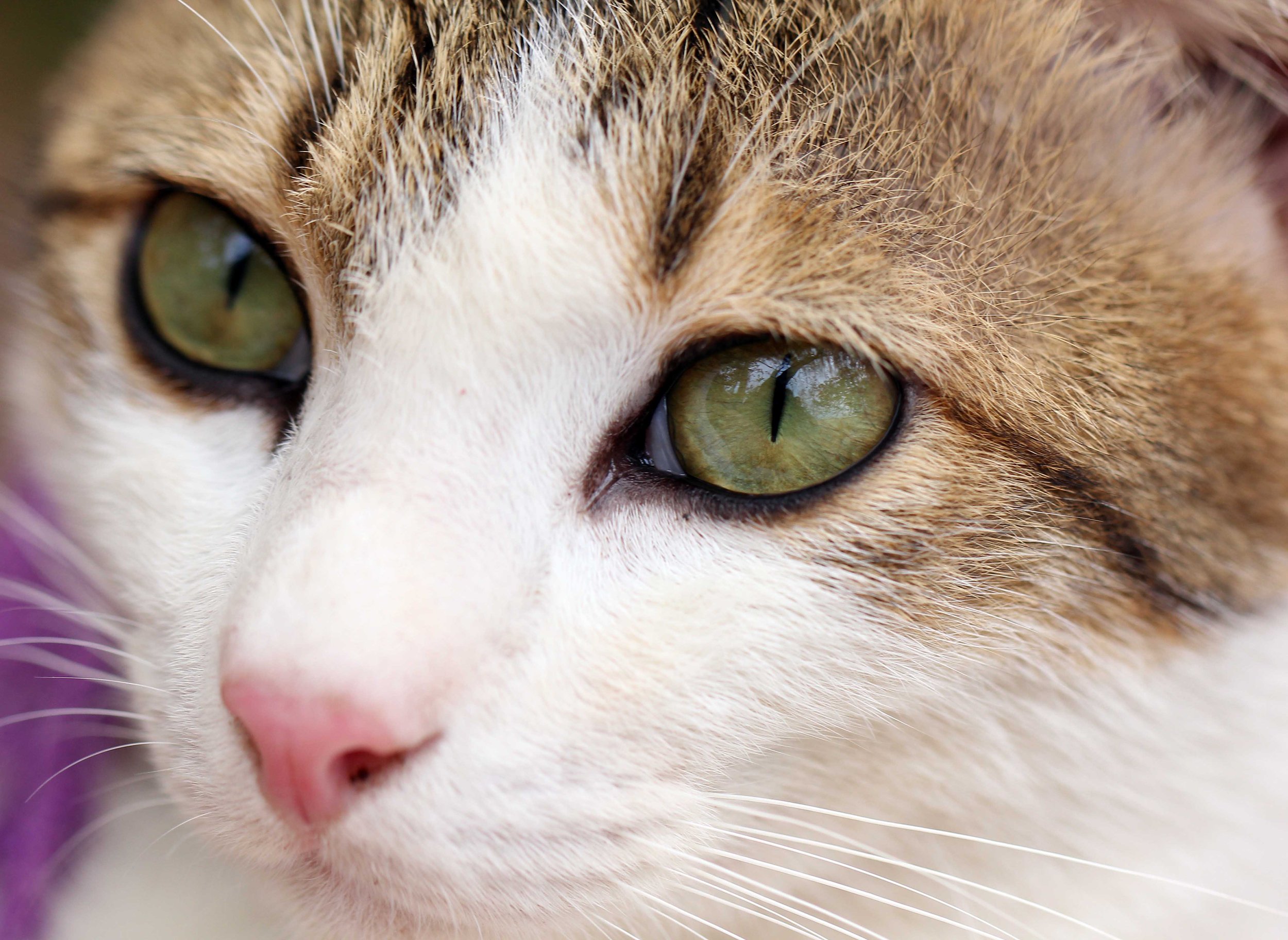 2015 Koh Lanta Songkran with friends from ISB (368).JPG