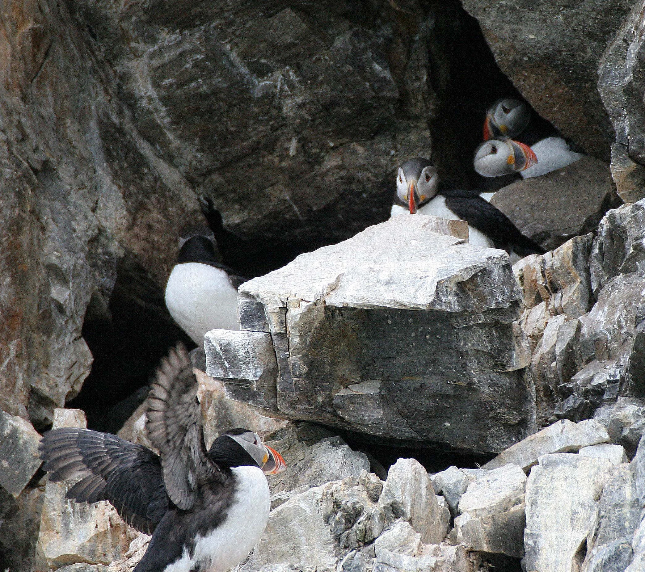 Fratercula arctica - ATLANTIC PUFFIN - SVALBARD (45).jpg