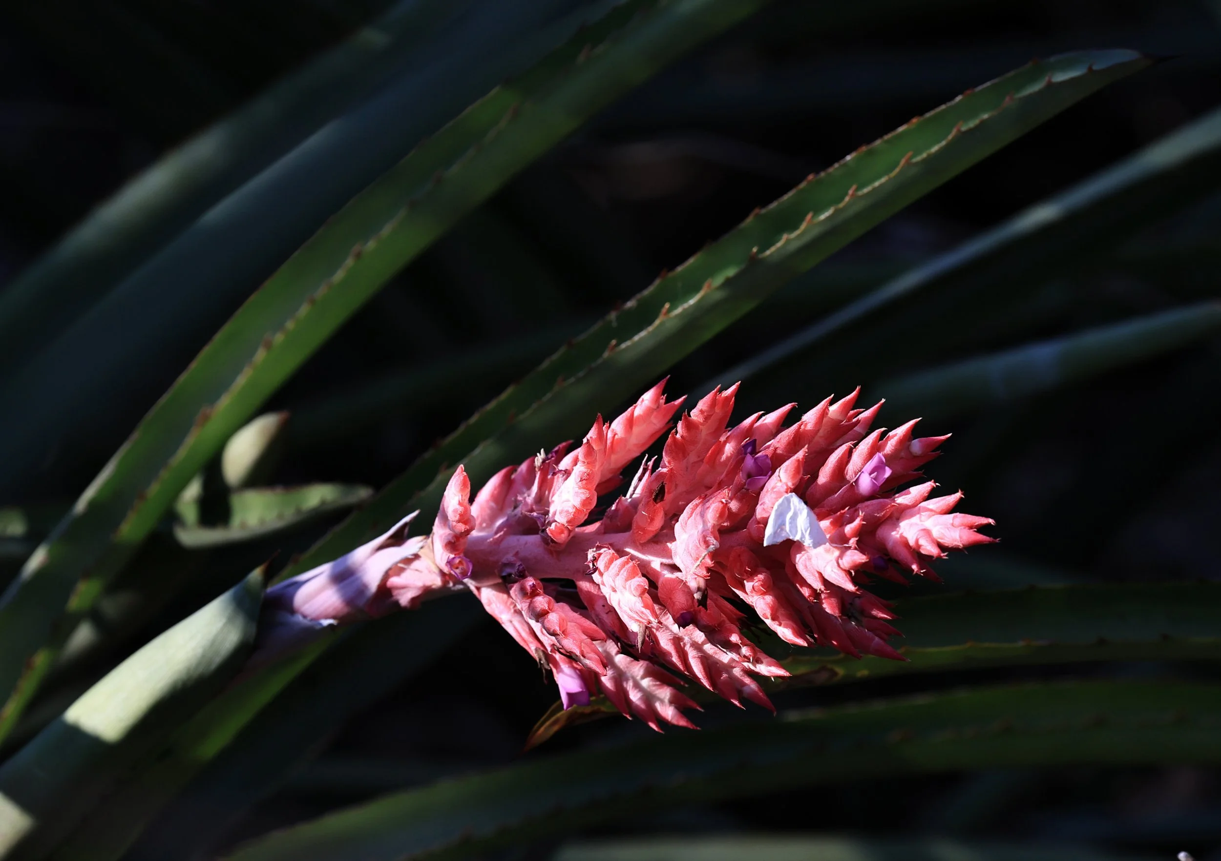 Aechmea distichantha - Agua Dulce Paraguay