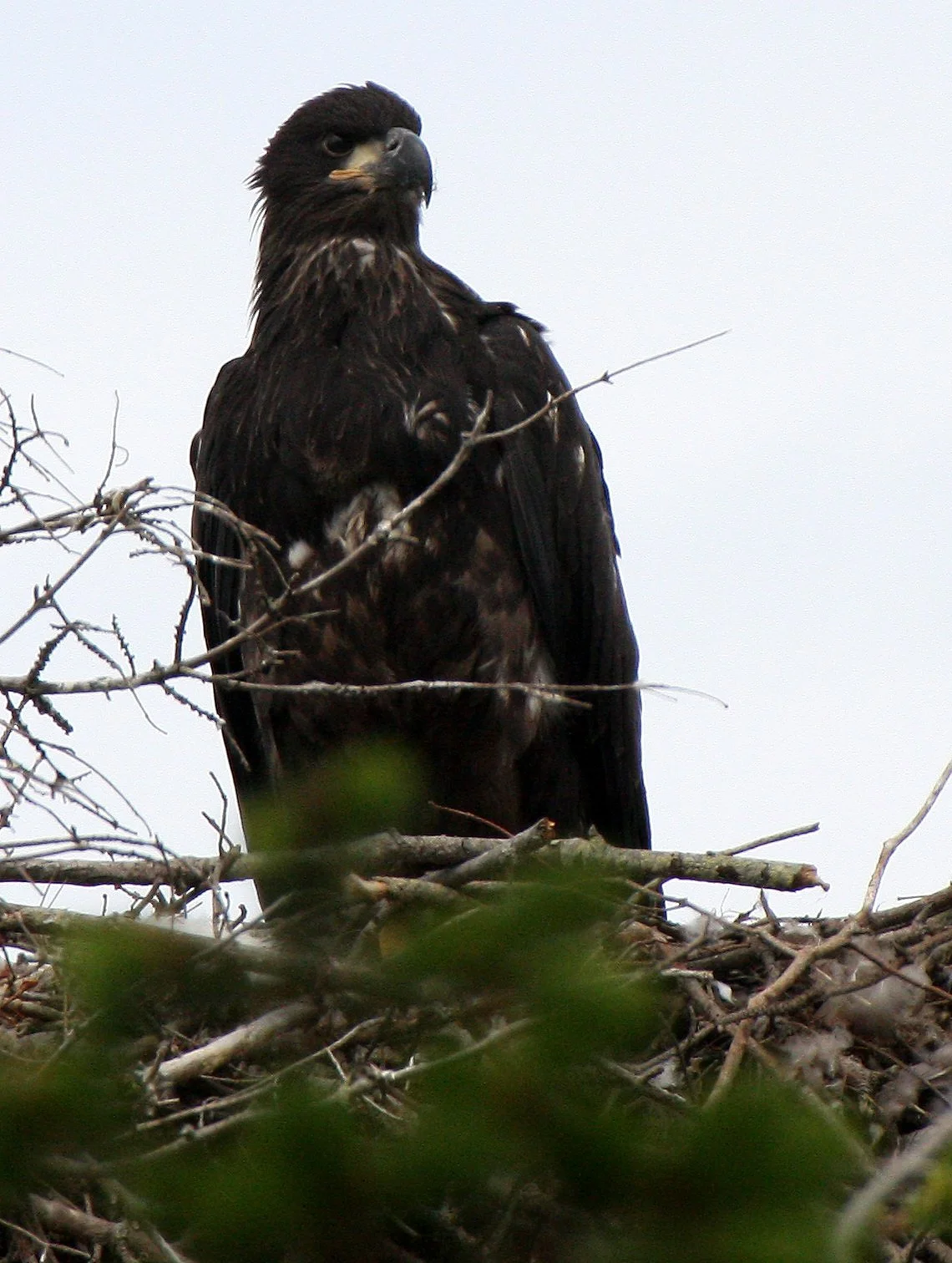 BIRD - EAGLE - BALD EAGLE - CHICKS - CLINE SPIT OVERLOOK - SEQUIM DUNGENESS BLUFFS (16).JPG