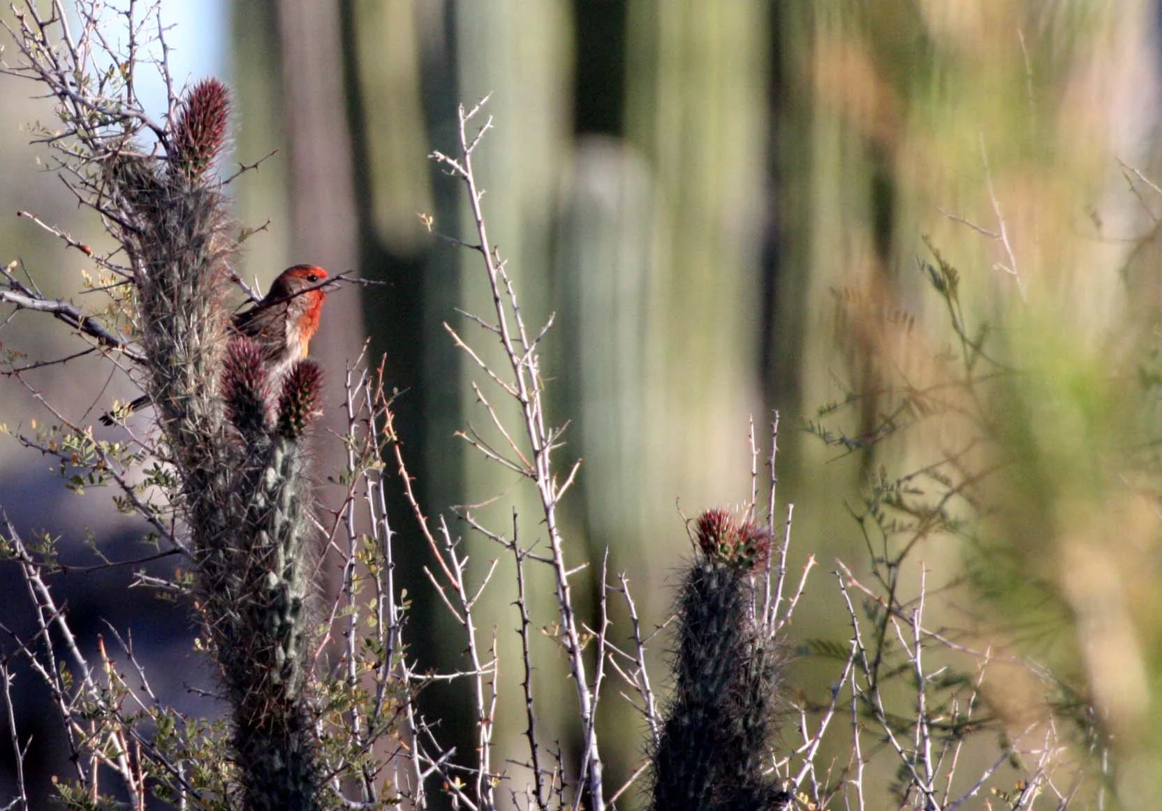 House Finch (Haemorhous mexicanus) Catavina Desert Baja Mexcio.JPG