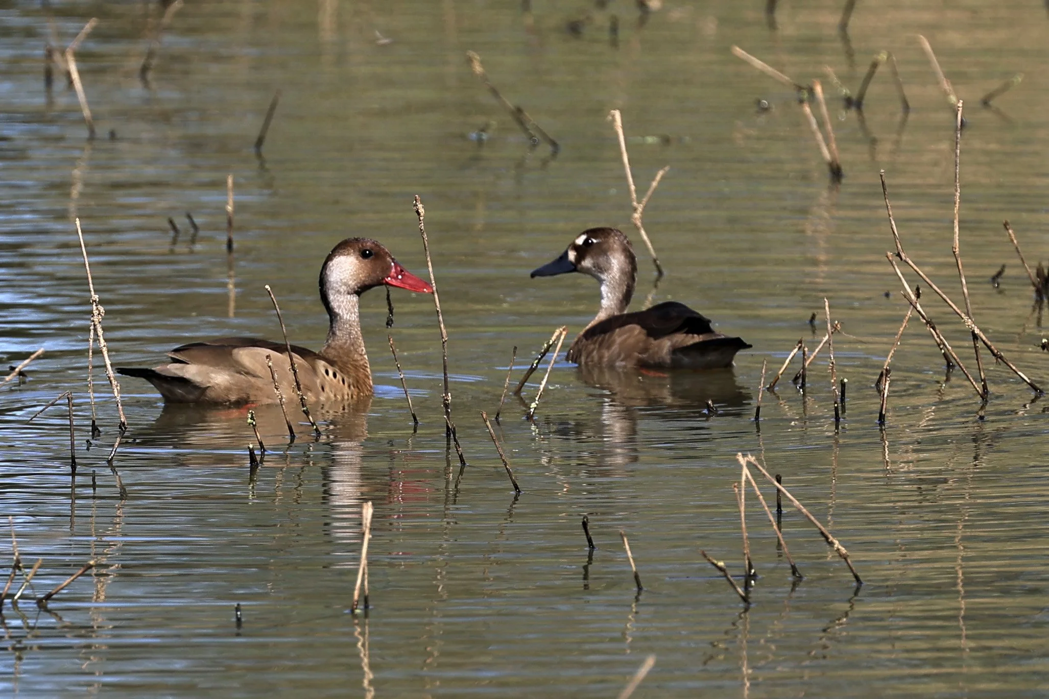Brazilian Teal (Amazonetta brasiliensis) 