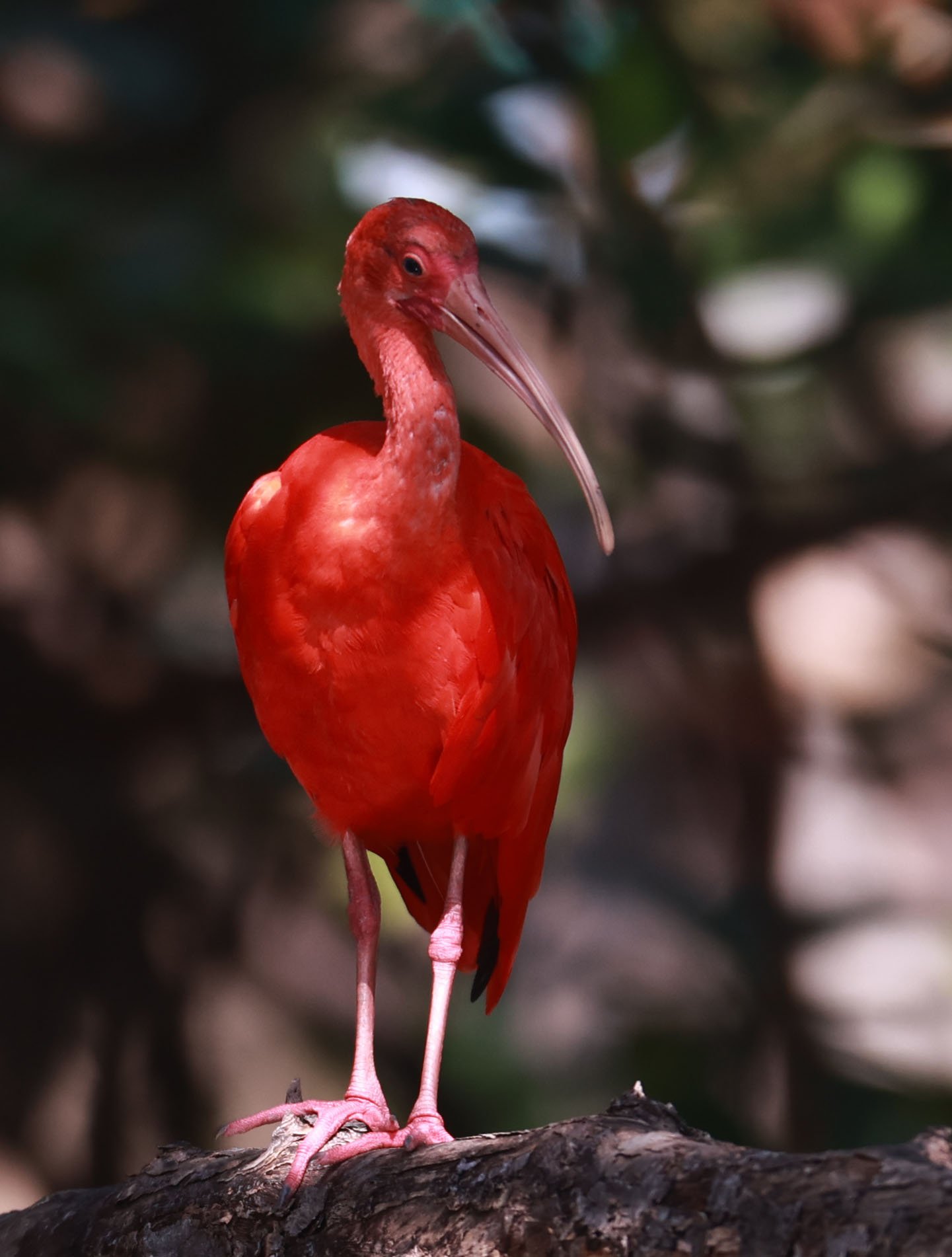 Ibis - Scarlet Ibis - Eudocimus ruber - 29 Songkaow Cafe, Chachoengsao Thailand (396).jpg