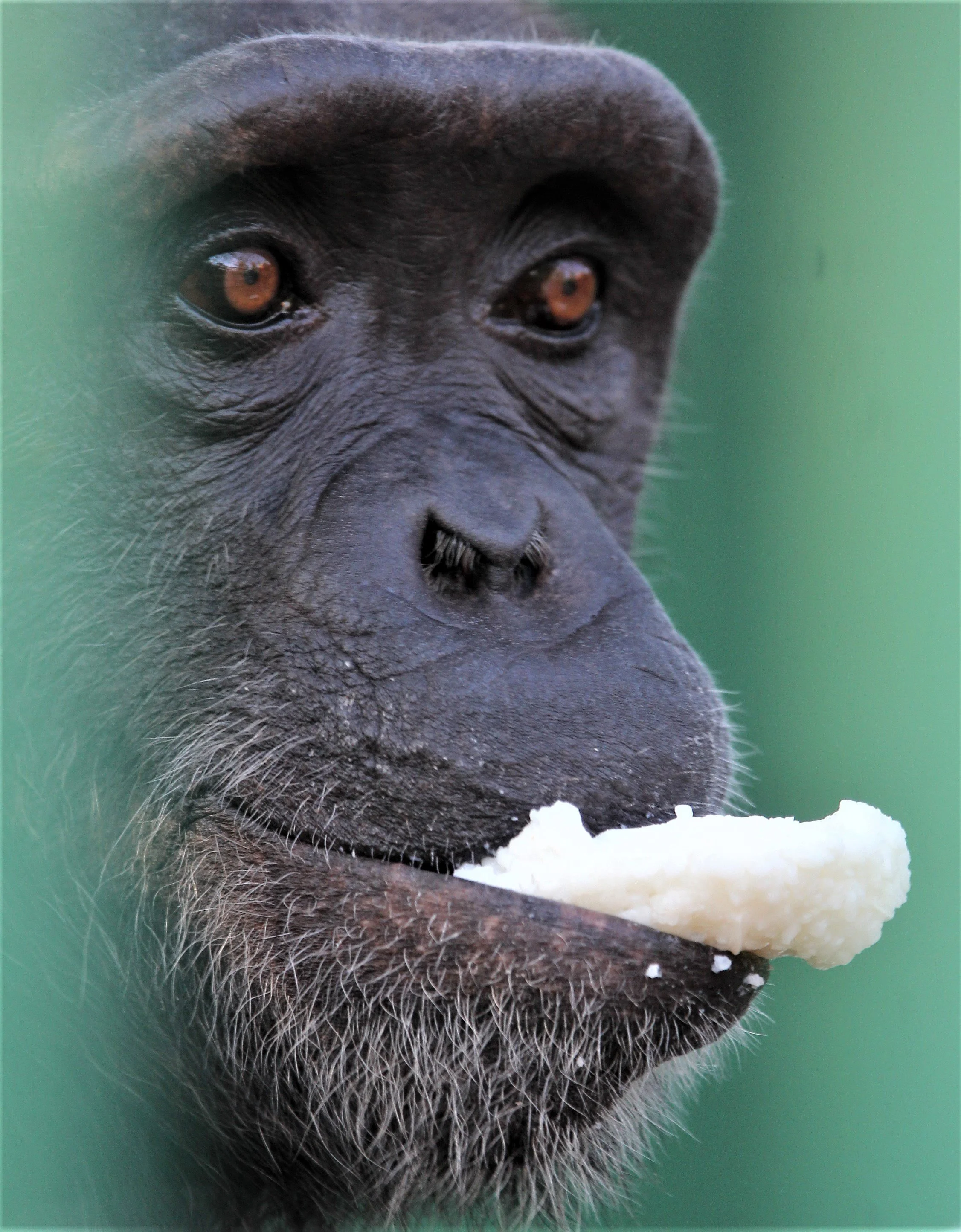 Pan troglodytes schweinfurthi Eastern Chimpanzee — Coke Smith Wildlife