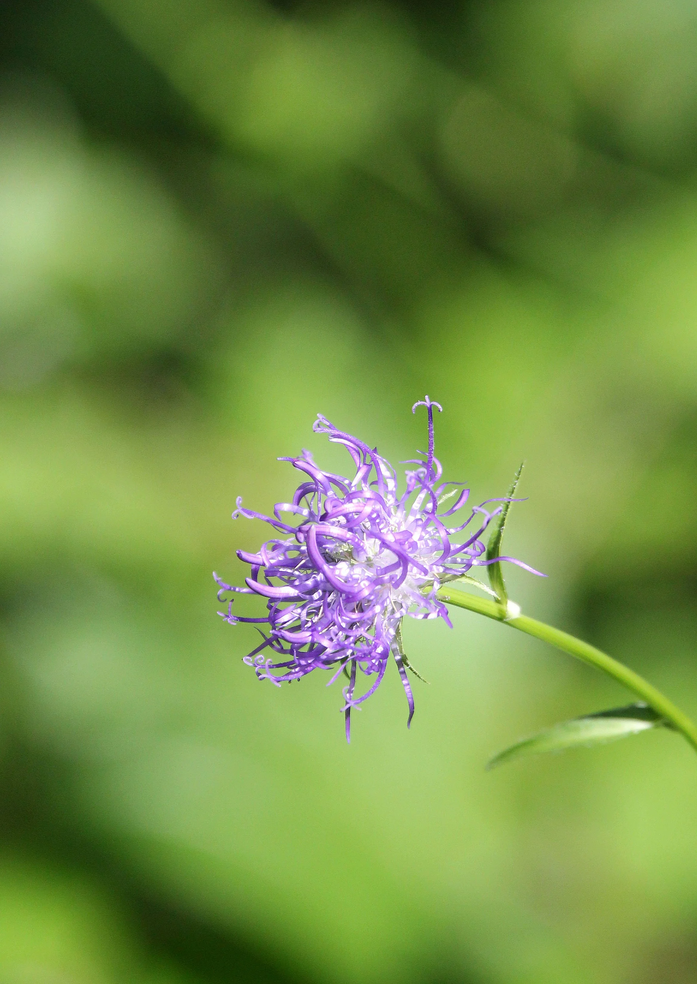 VERCORS NATIONAL PARK FRANCE (39).JPG