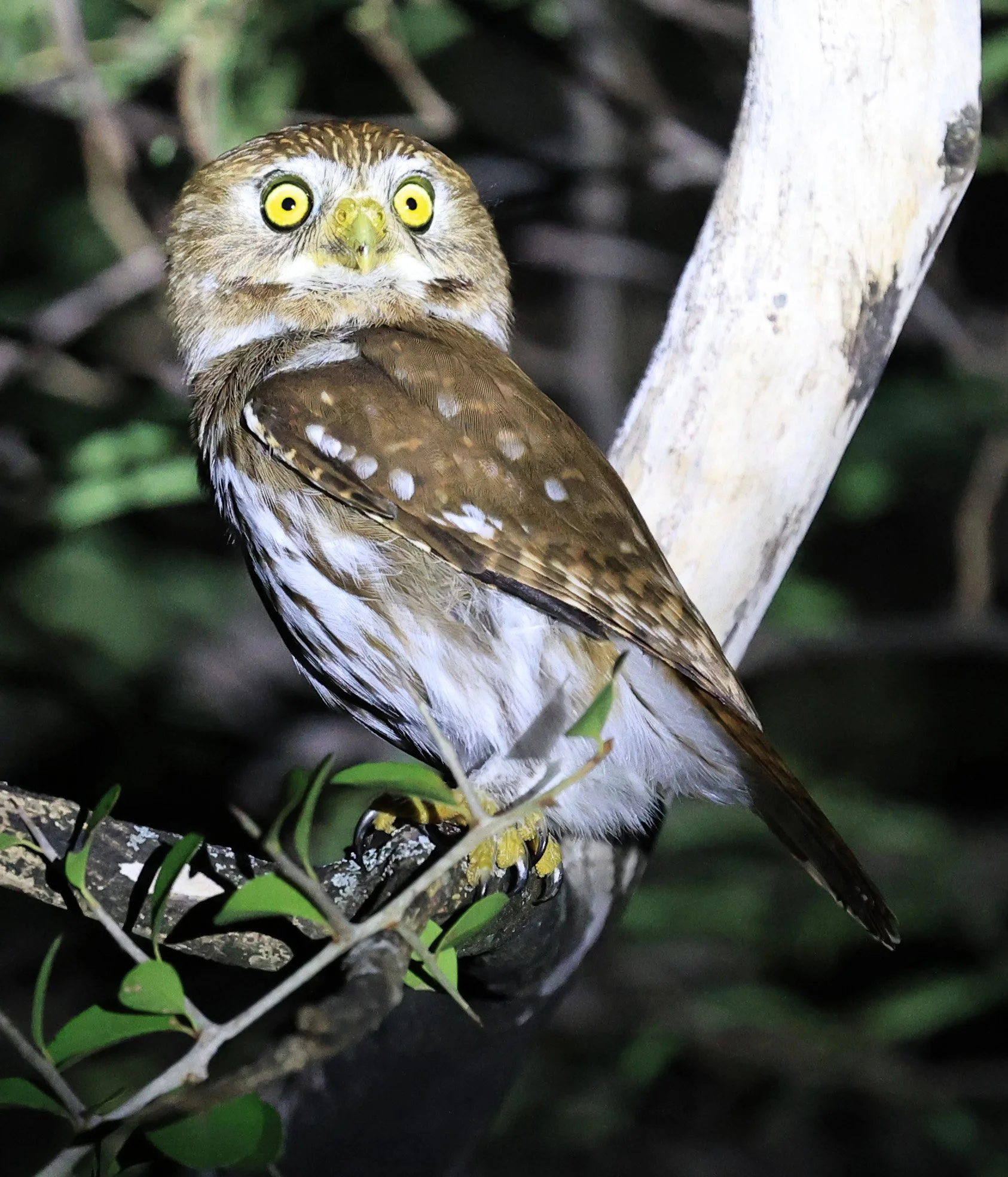 Ferruginous Pygmy-Owl (Glaucidium brasilianum) Reserva Nueland  Selva Serena (38).jpg