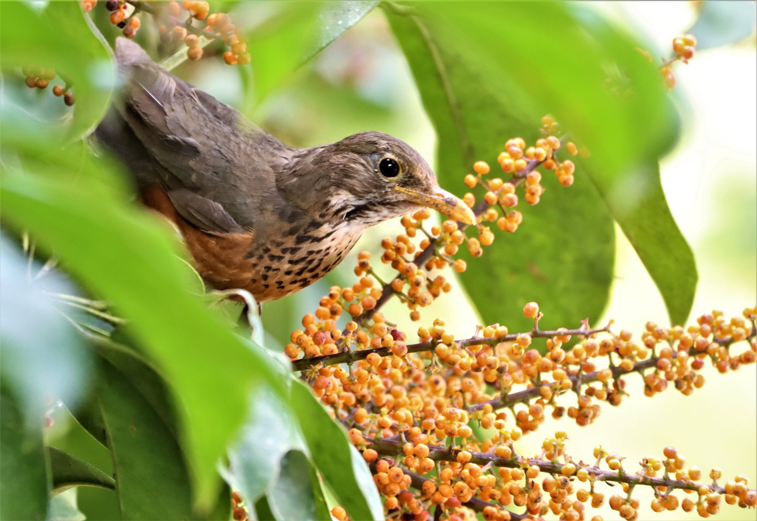 Black-breasted Thrush (Turdus dissimilis) Doi Ang Kang Chiang Mai (16).JPG