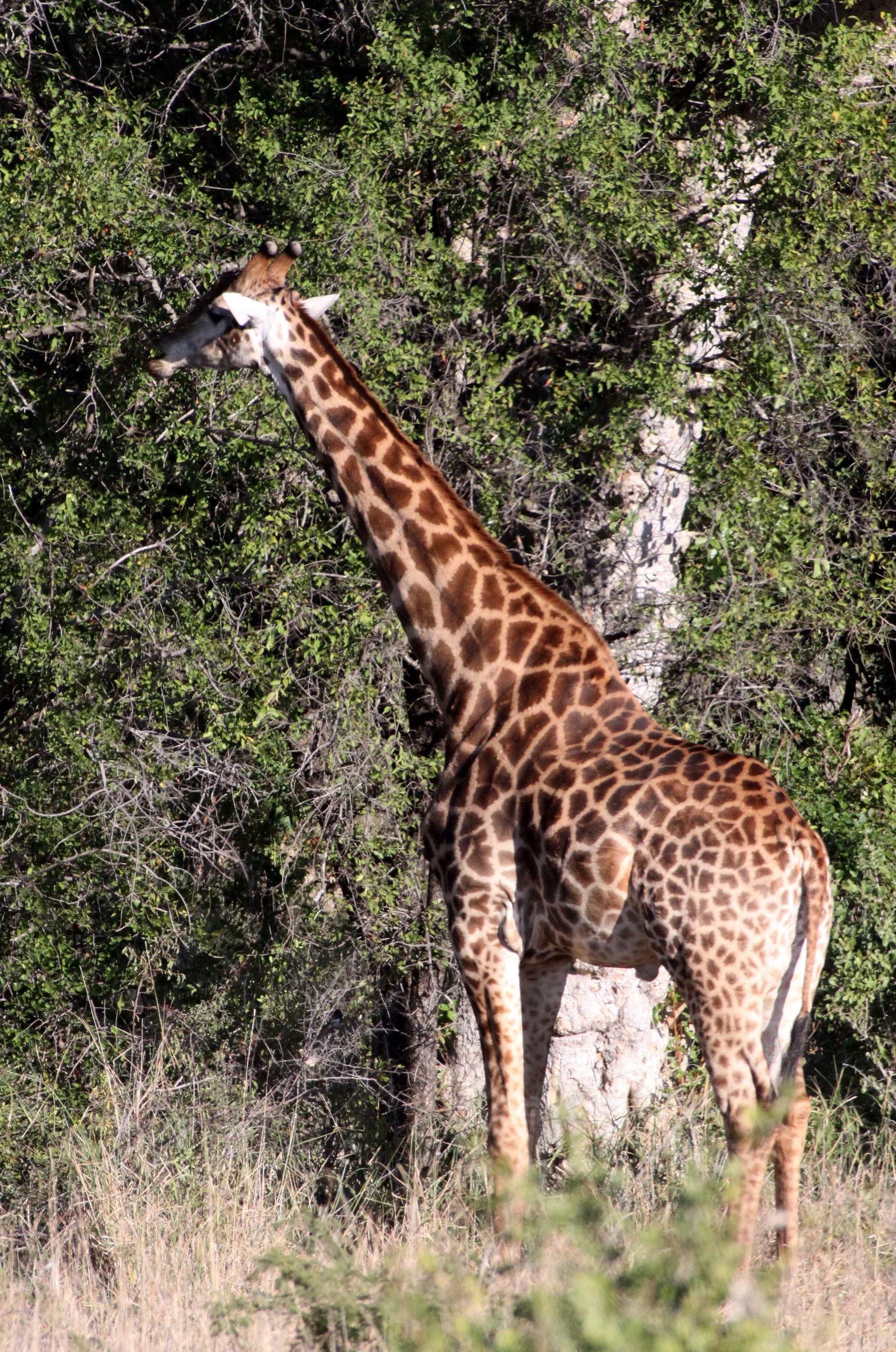 GIRAFFE - SOUTHERN AFRICAN GIRAFFE - KRUGER NATIONAL PARK SOUTH AFRICA.JPG