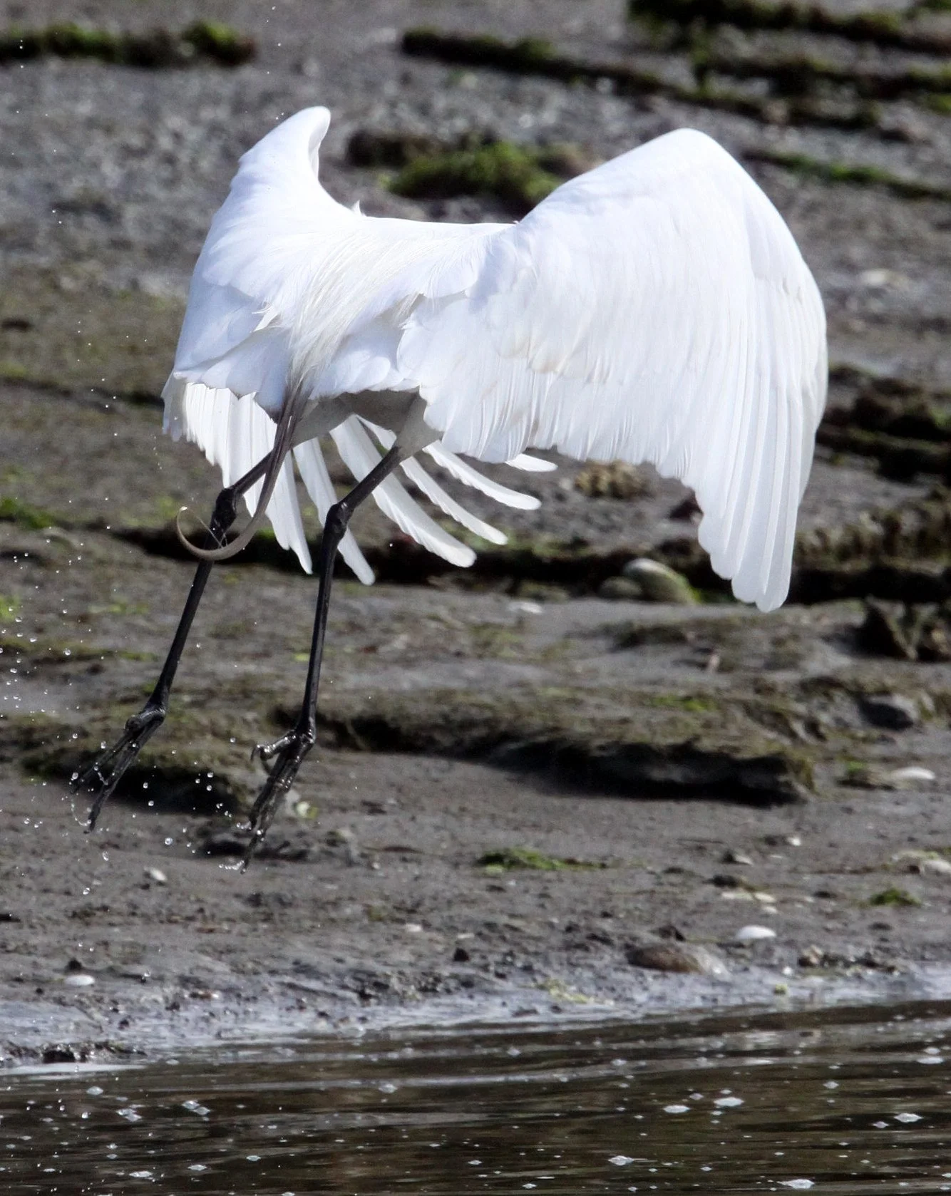 EGRET -  AMERICAN GREAT EGRET - Ardea alba egretta - ELKHORN SLOUGH WILDLIFE REFUGE CALIFORNIA (3).JPG