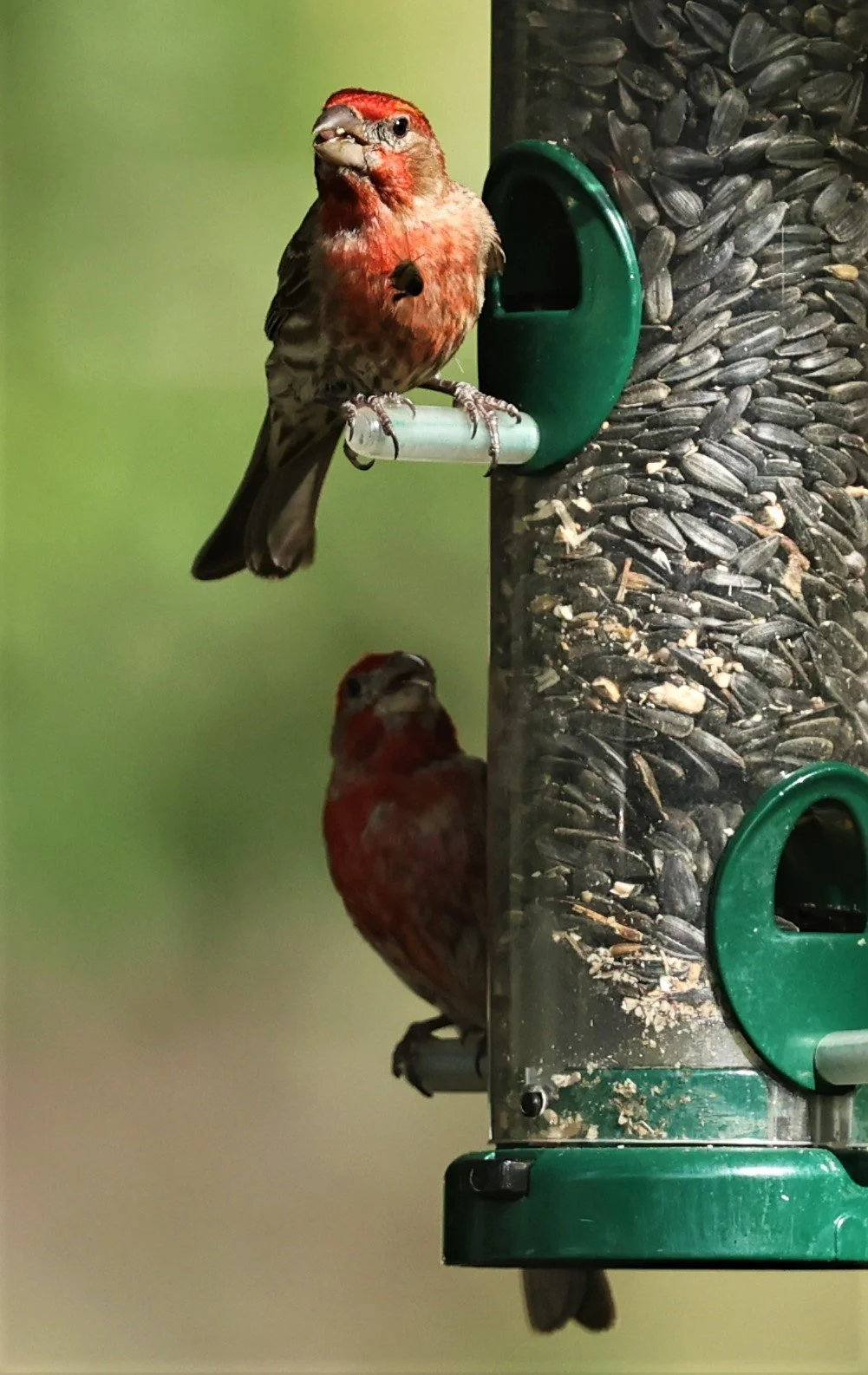 House Finch (Haemorhous mexicanus) Cave Creek Arizona (25).jpg