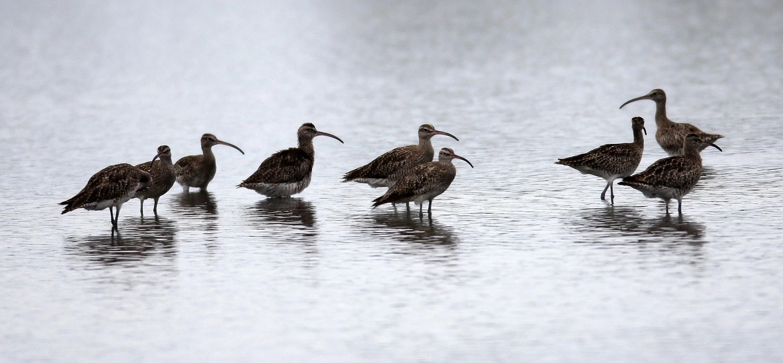 WHIMBREL - Numenius phaeopus - MIXED FLOCK EURASIAN CURLEW - Numenius arquata - PAK THALE THAILAND (85).JPG
