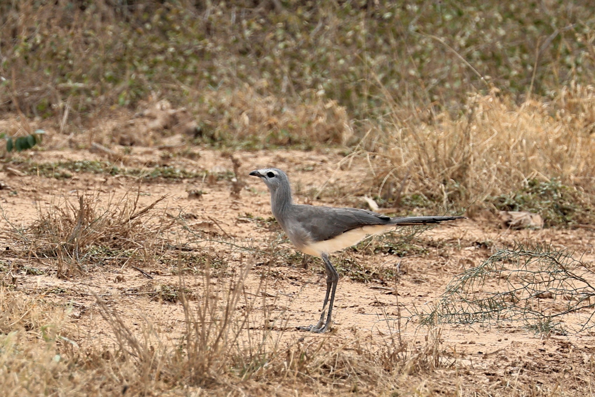 Black-legged Seriema (Chunga burmeisteri) Agua Dulce Paraguay (6).jpg