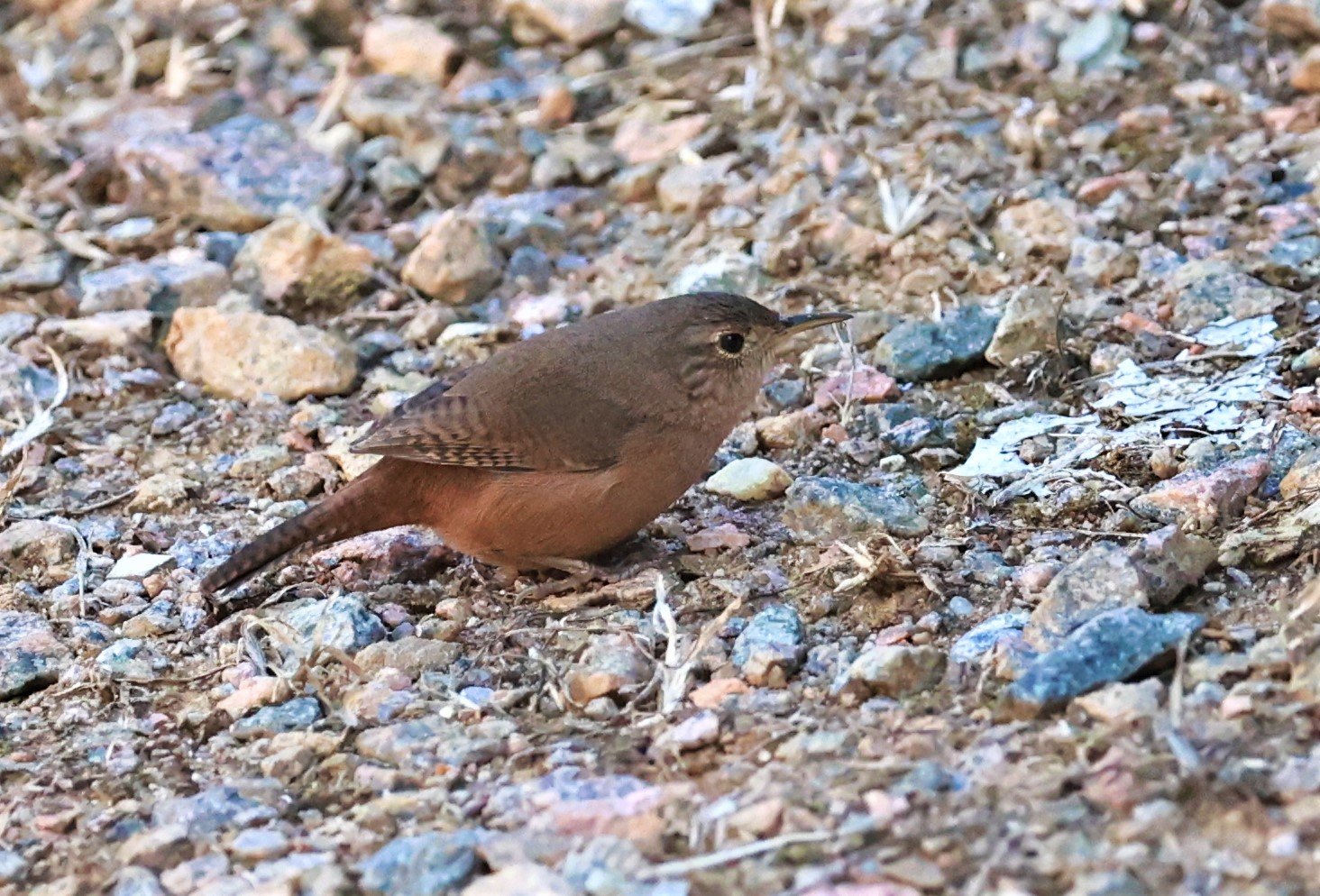 Family  Troglodytidae - Wrens