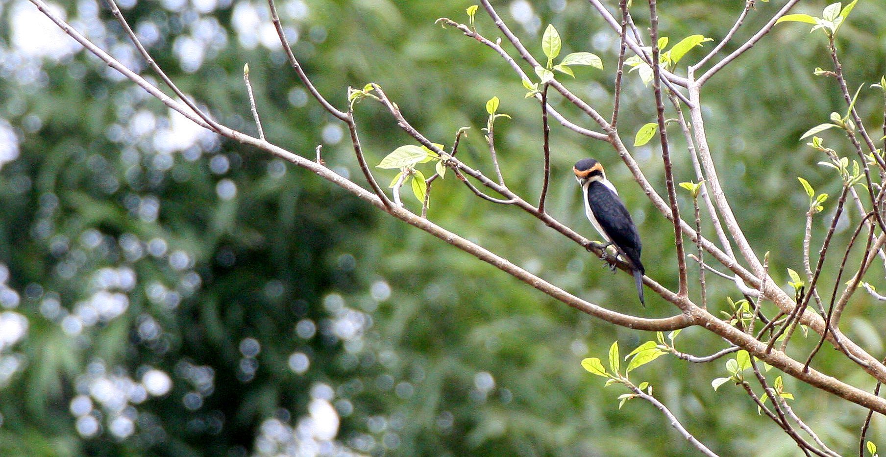 Microhierax caerulescens - COLLARED FALCONET - HUAI KHA KHAENG THAILAND (6).JPG