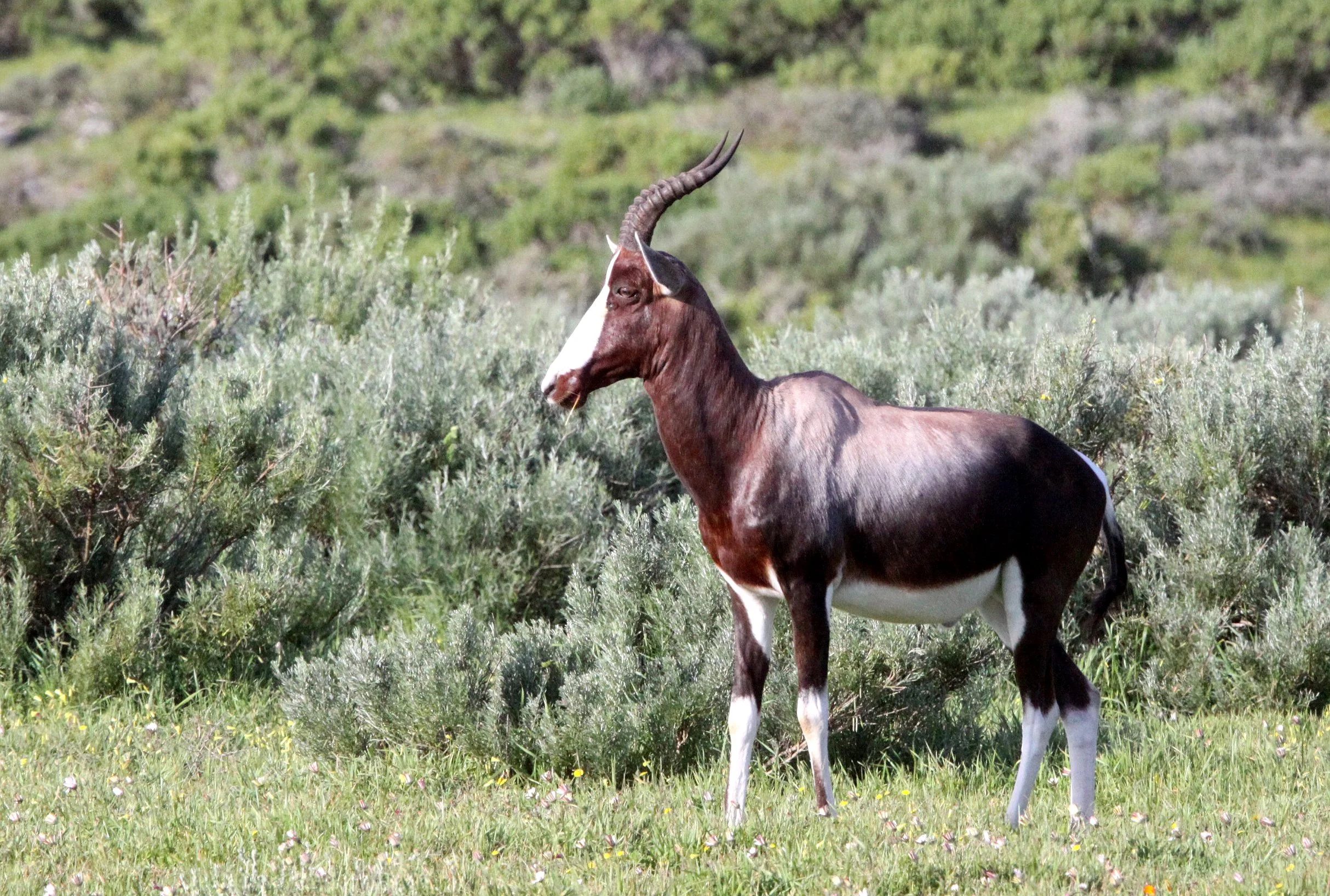 BONTEBOK - Damaliscus pygargus - TABLE MOUNTAIN NATIONAL PARK SOUTH AFRICA (15).JPG