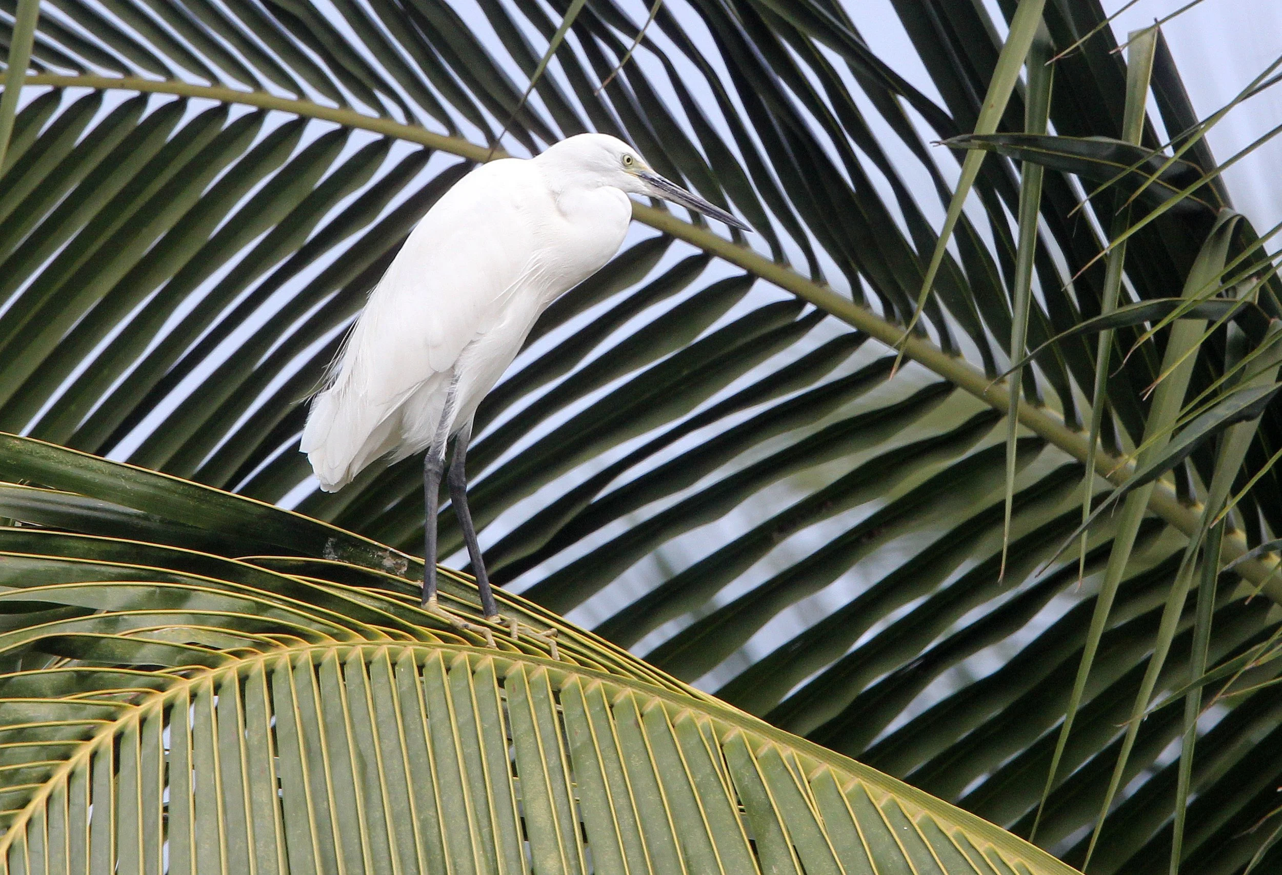 EGRET - LITTLE EGRET- Egretta garzetta - VALPARAI KERALA INDIA.JPG