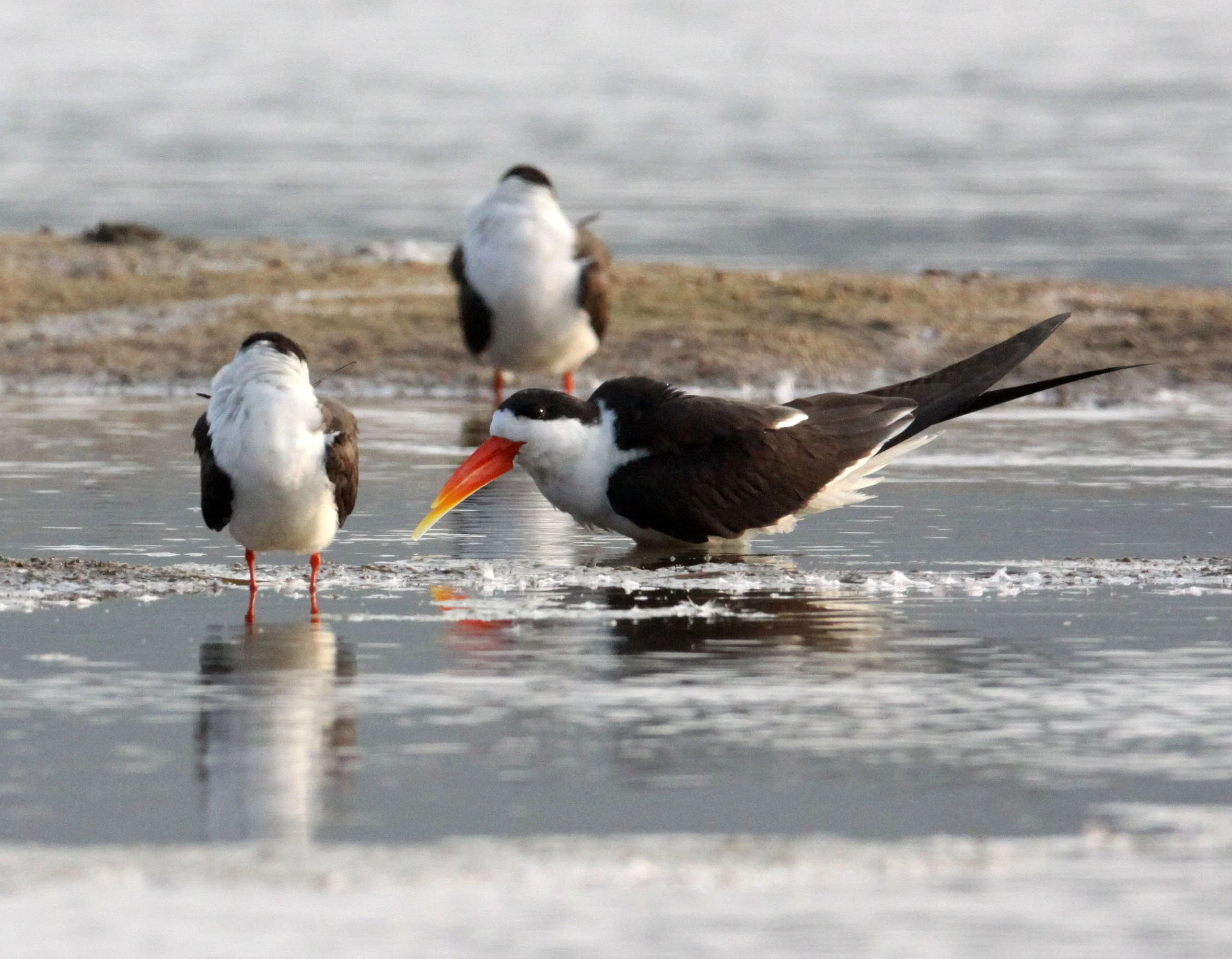 BIRD - SKIMMER - INDIAN SKIMMER - CHAMBAL SANCTUARY INDIA (16).JPG