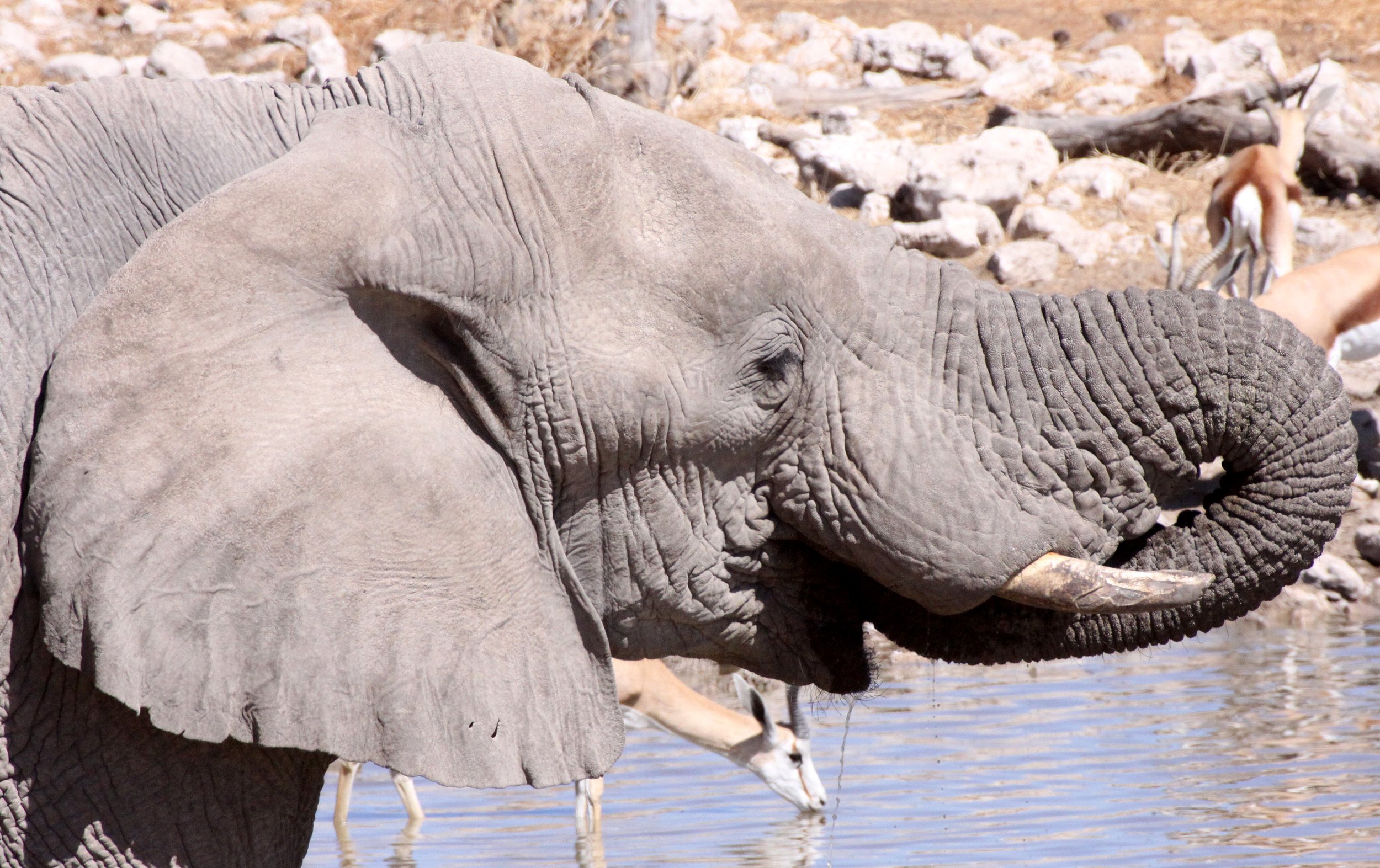 ELEPHANT - AFRICAN ELEPHANT - ETOSHA NATIONAL PARK NAMIBIA (99).JPG