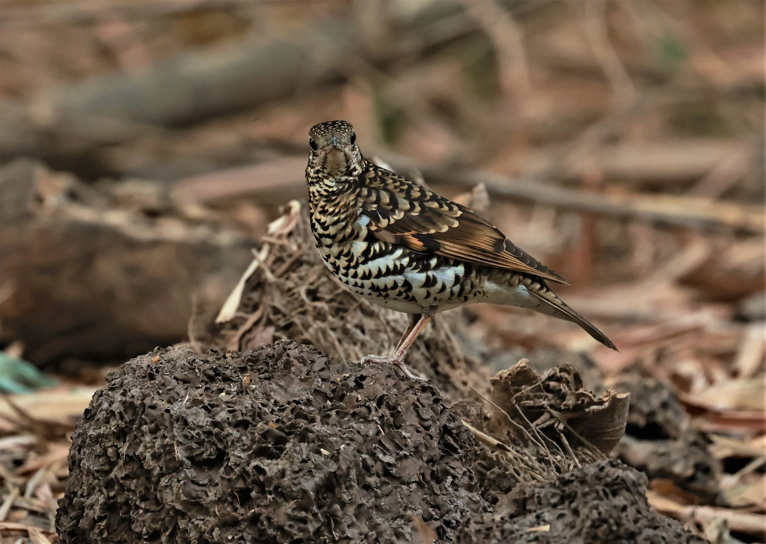 White's Thrush (Zoothera aurea) Putthamonthon Park Nakhon Pathom Thailand (113).jpg