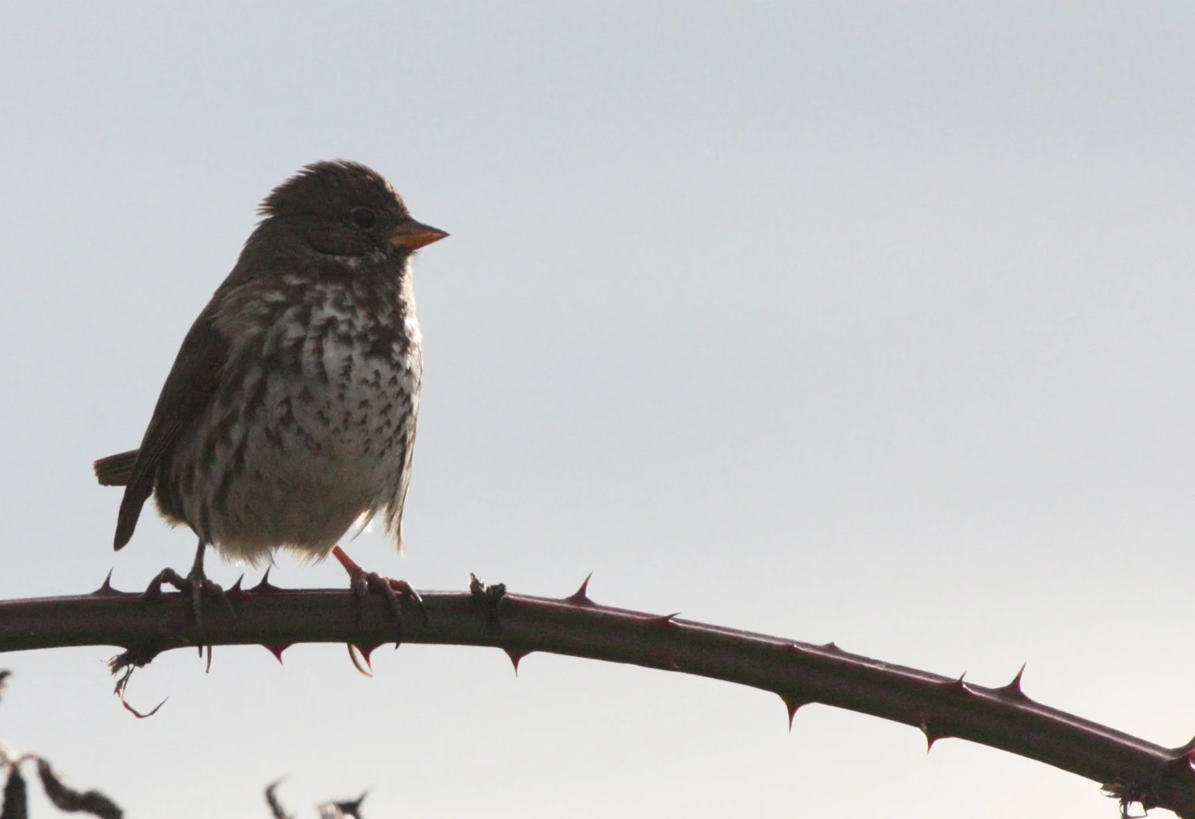 Fox Sparrow (Passerella iliaca) Jamestown Washington Olympic Peninsula (20).JPG