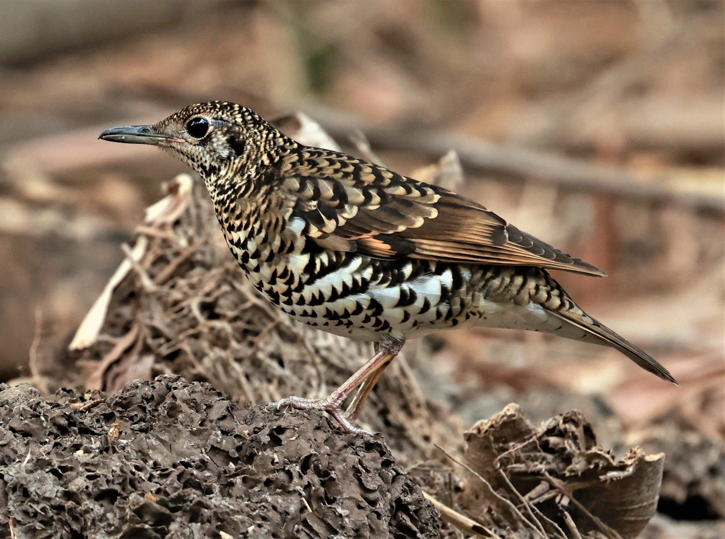 White's Thrush (Zoothera aurea) Putthamonthon Park Nakhon Pathom Thailand (151).jpg