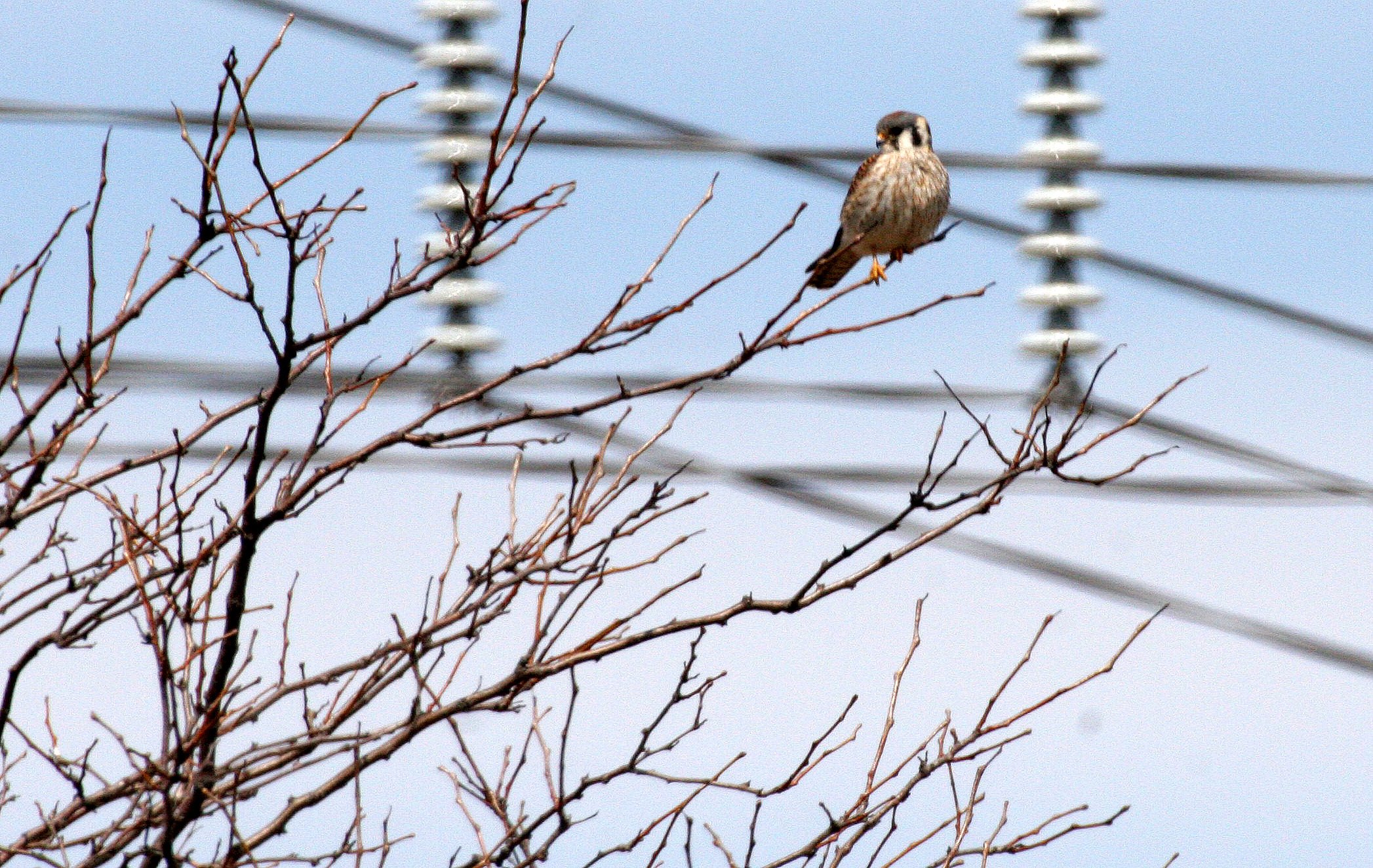 BIRD - AMERICAN KESTREL - SPRINGBROOK FOREST PRESERVE ILLINOIS (4).JPG