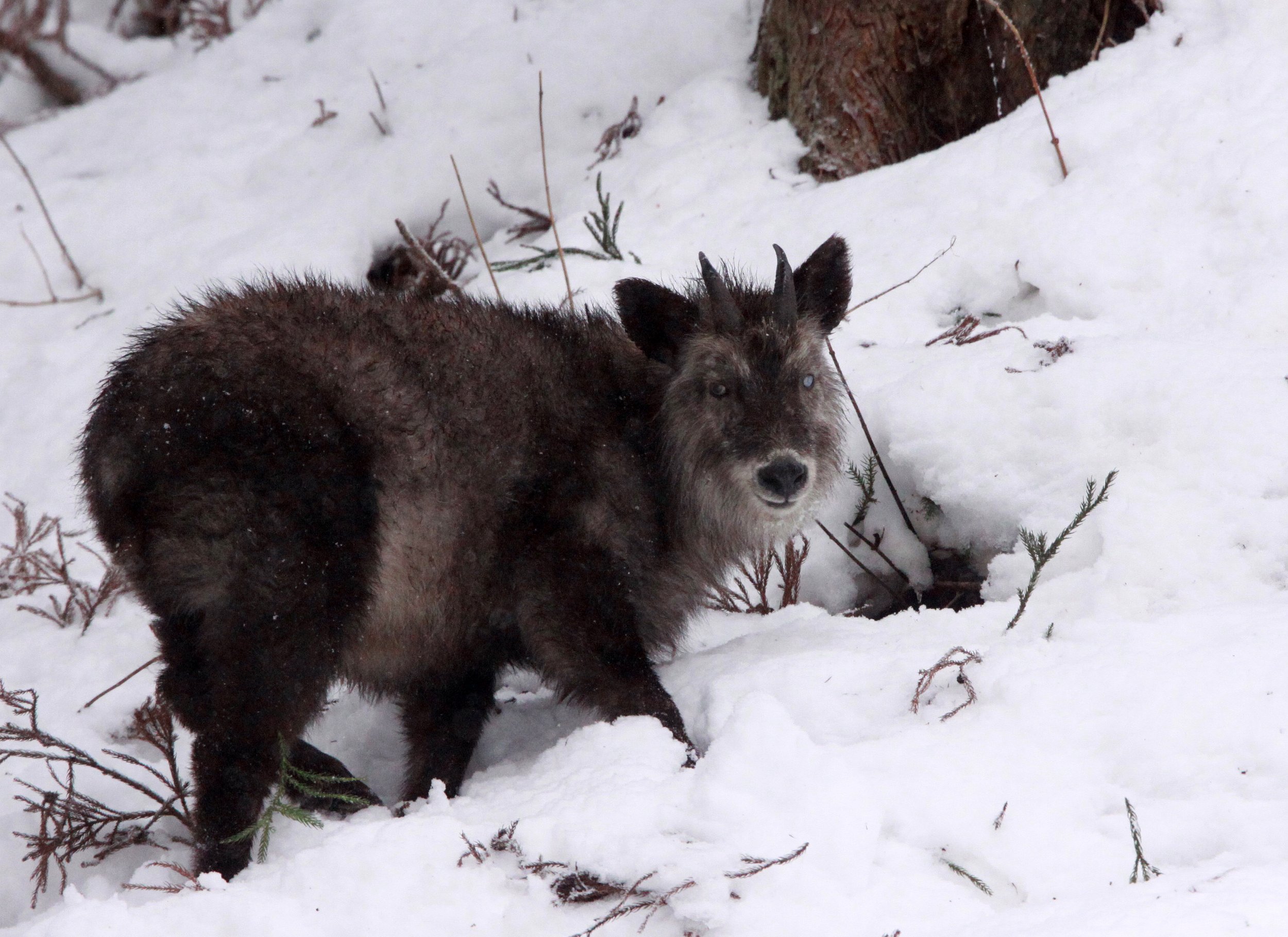 SEROW - JAPANESE SEROW - Capricornis crispus - JIGOKUDANI ONSEN NAGANO PREFECTURE JAPAN (44).JPG