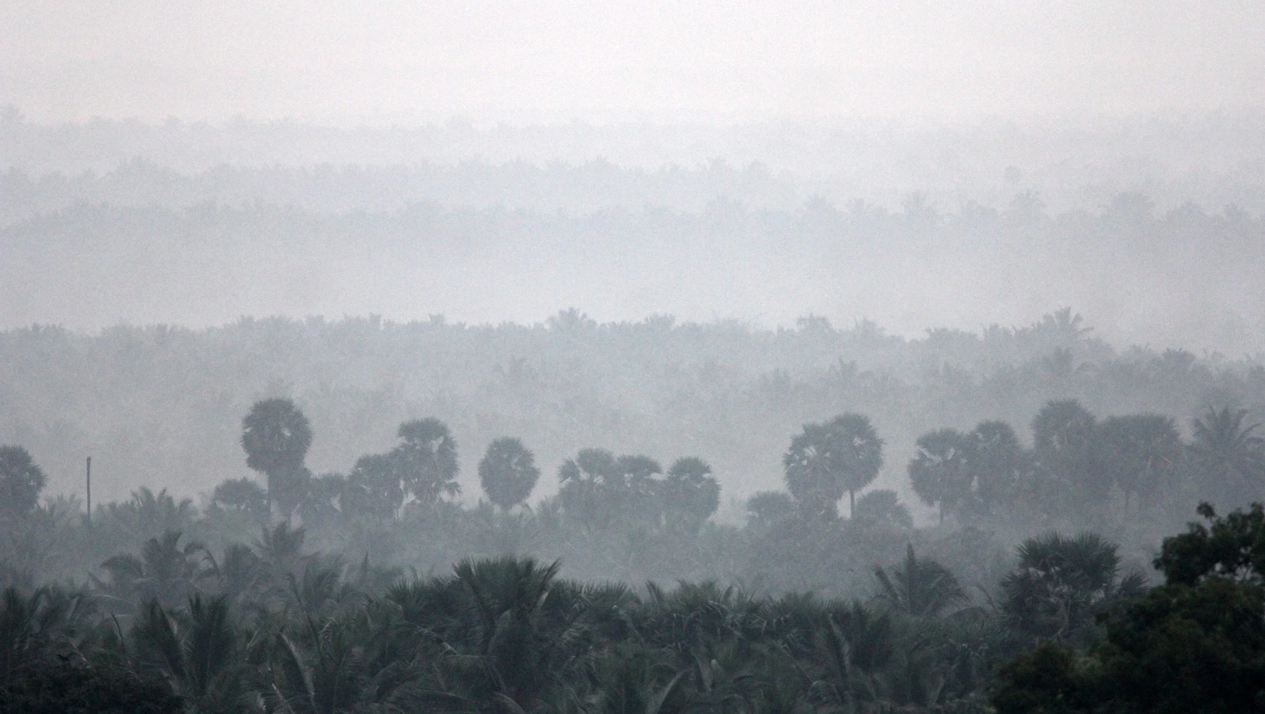 INDIRA GANDHI TOPSLIP NATIONAL PARK, TAMIL NADU INDIA (1).JPG