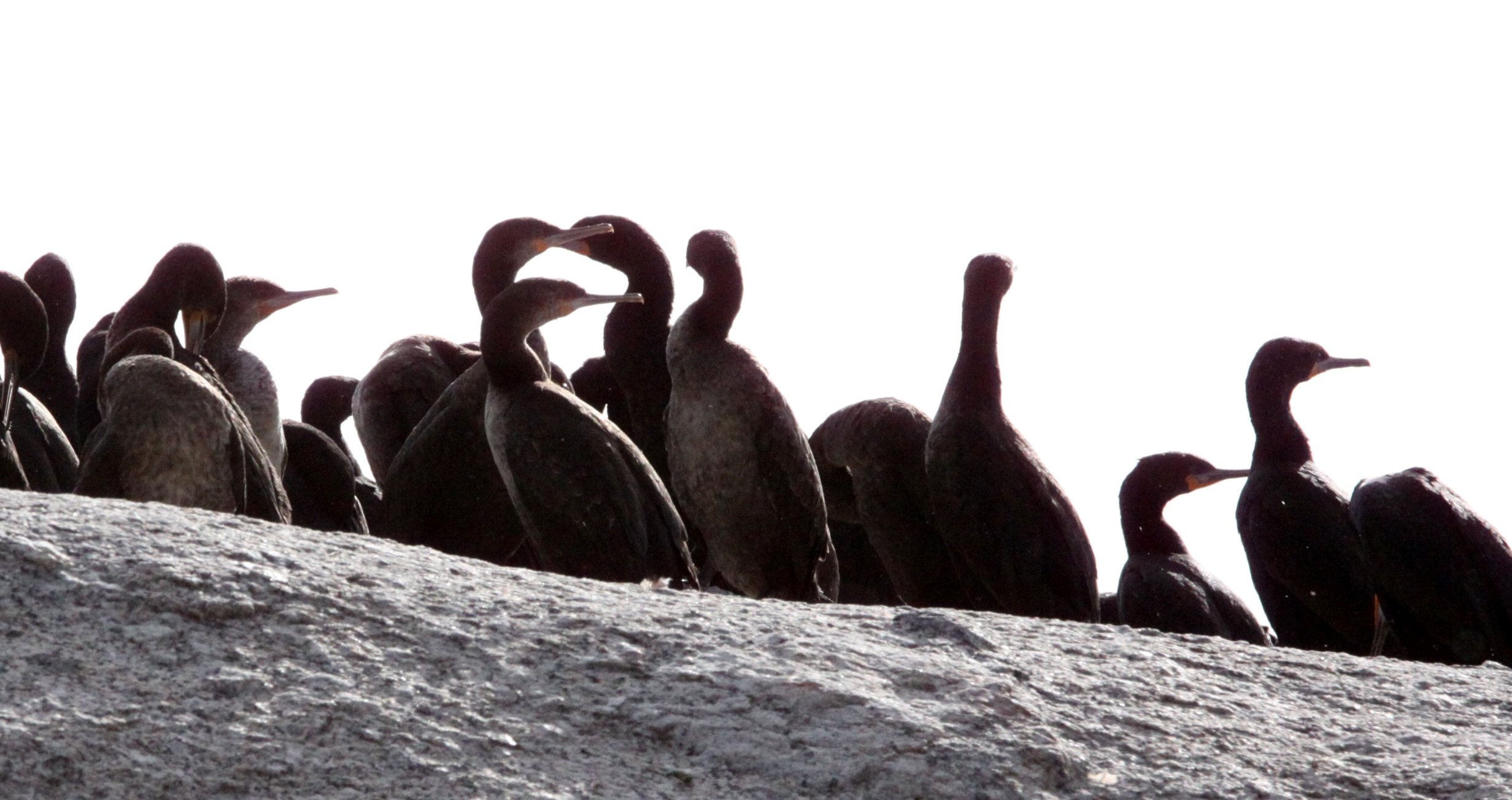 Jackass or African Penguin (Spheniscus demersus) Simon's Town Rookery, Table Mountain NP South Africa (27).JPG